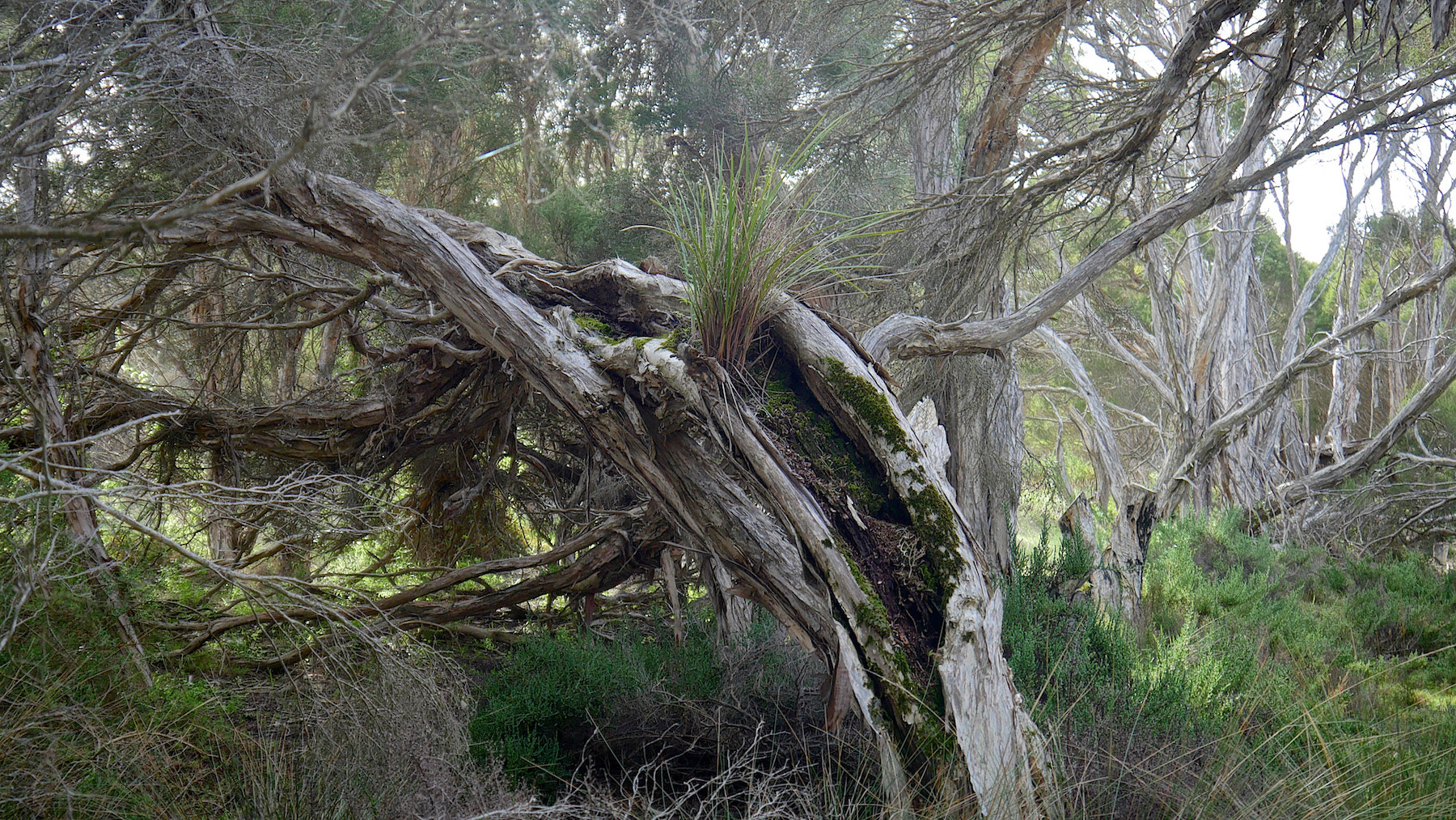 Panasonic Lumix DMC-GH4 sample photo. Opportunist photography