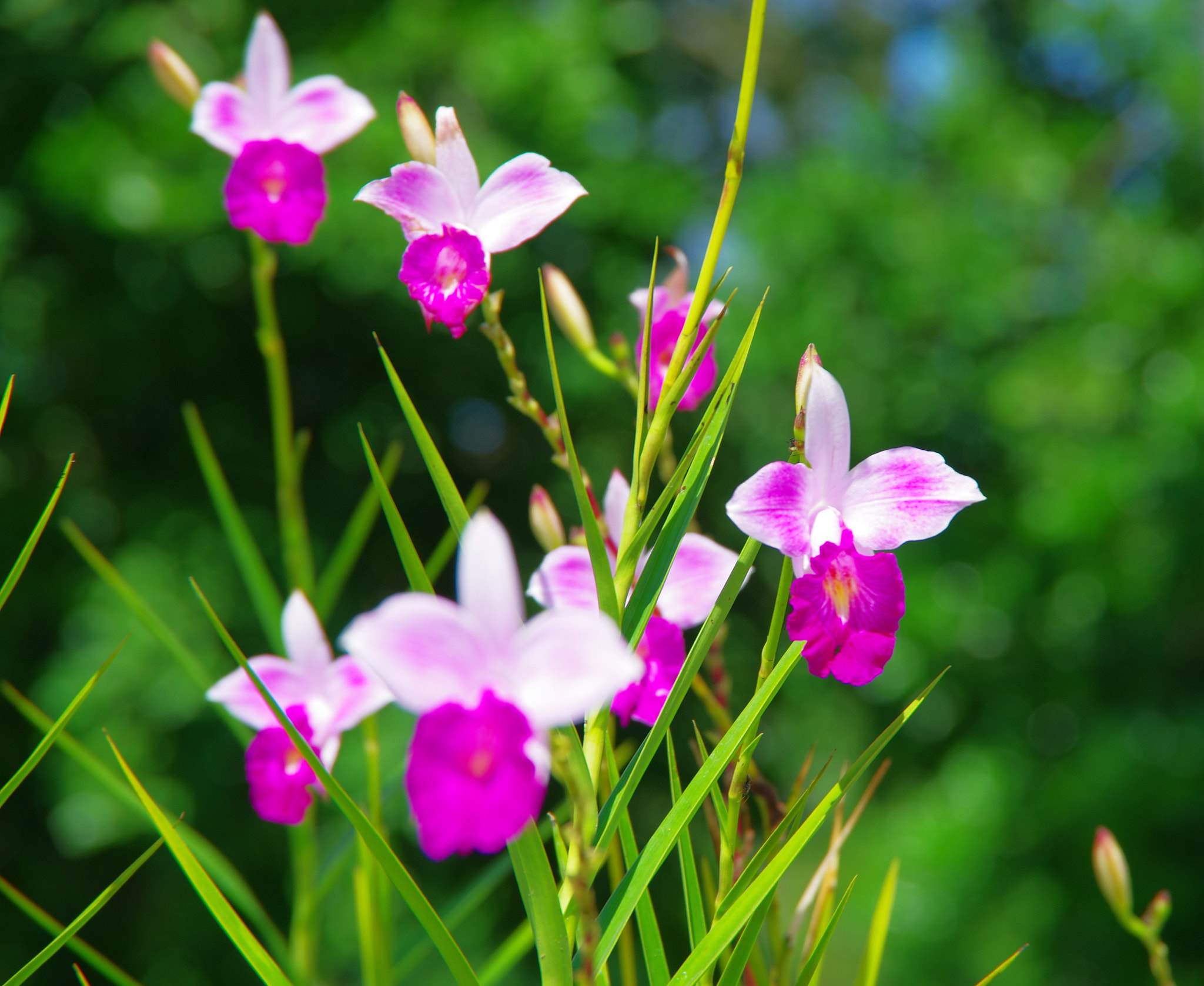 Pentax K-5 IIs sample photo. Small orchids photography