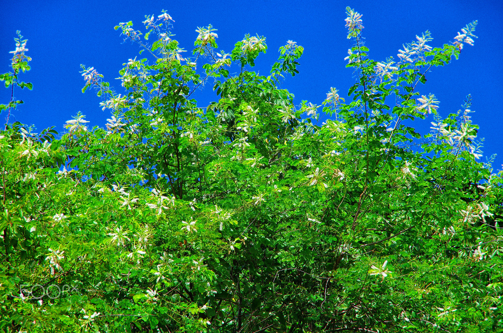 Pentax K-5 IIs sample photo. Green in blue photography