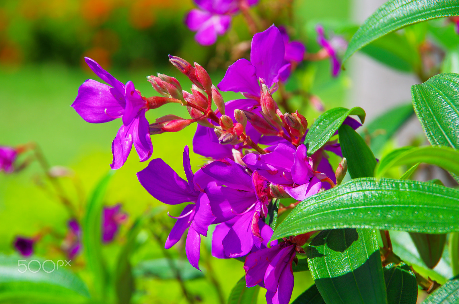 Pentax K-5 IIs sample photo. Wildflowers 2 photography