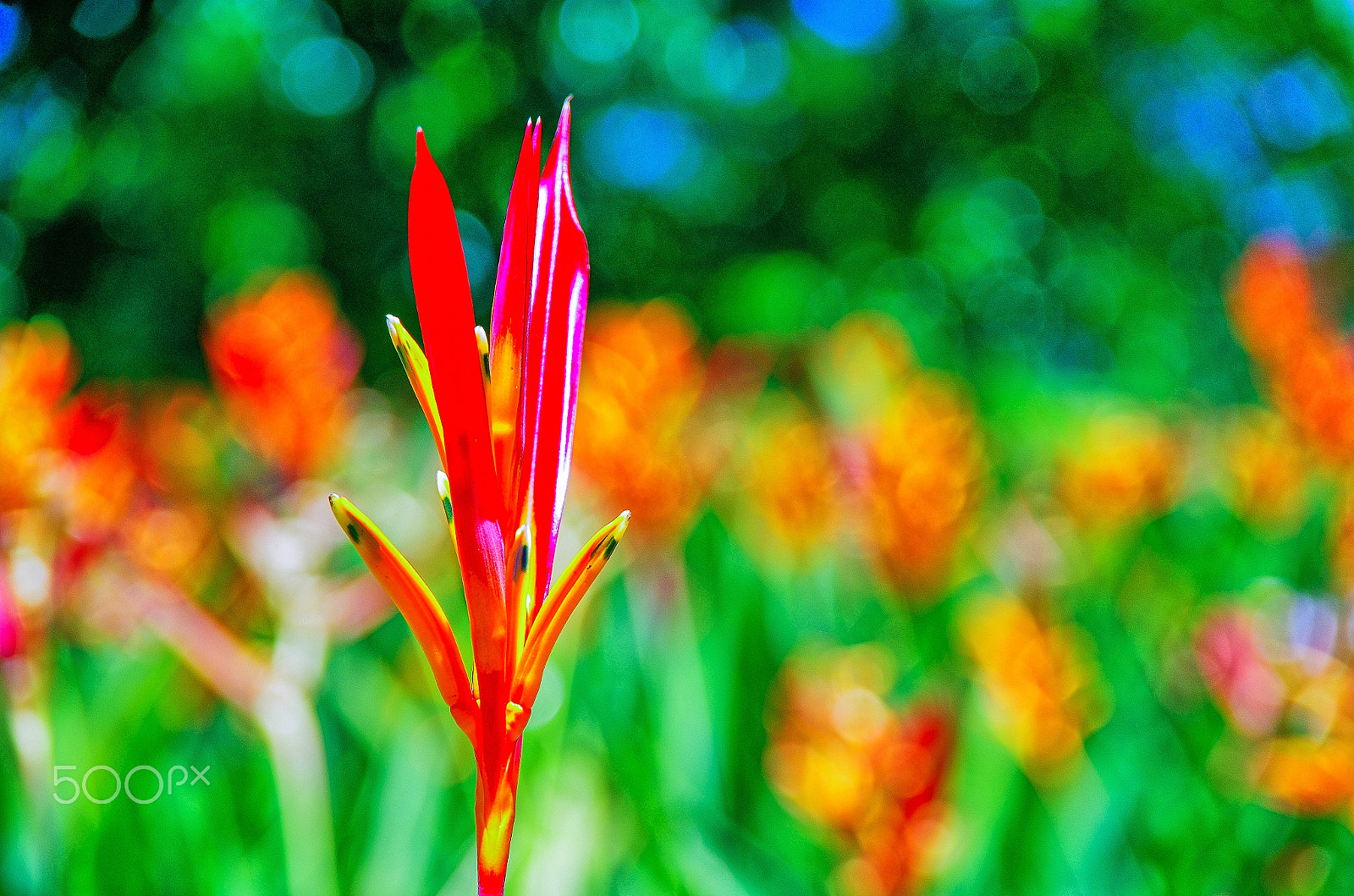 Pentax K-5 IIs sample photo. Alone photography