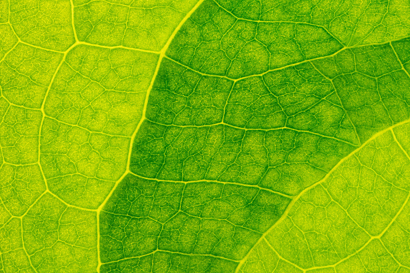 Canon EOS 5D Mark II + Tamron SP AF 90mm F2.8 Di Macro sample photo. Leaf texture #4 photography