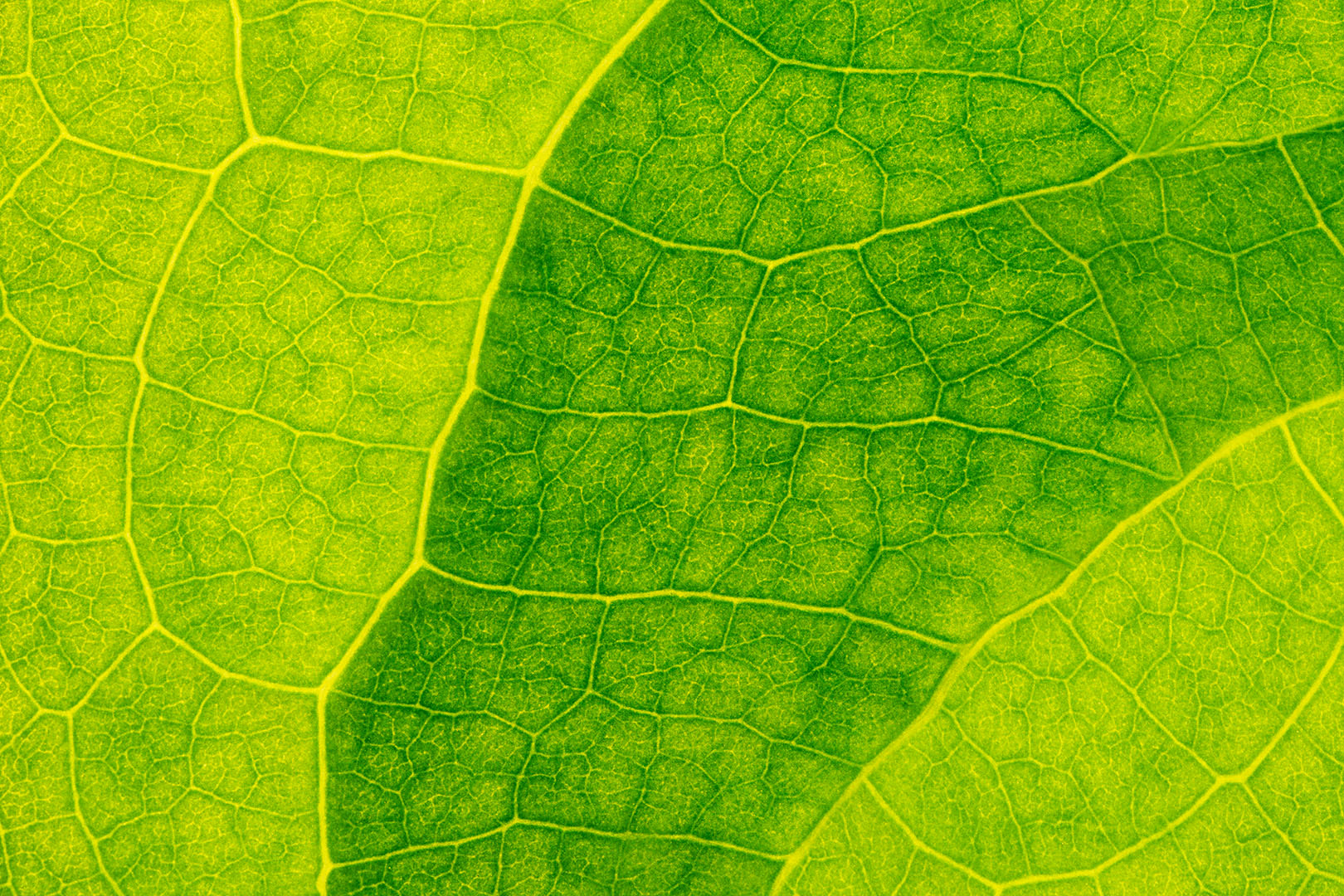 Tamron SP AF 90mm F2.8 Di Macro sample photo. Leaf texture #4 photography