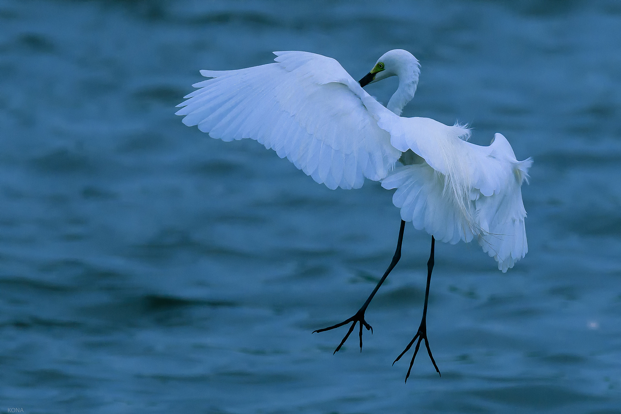 Nikon AF-S Nikkor 400mm F2.8G ED VR II sample photo. Sagi photography