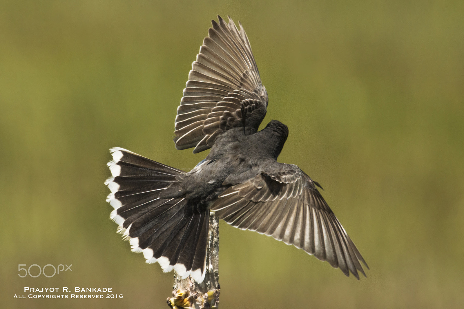 Nikon D7200 + Nikon AF-S Nikkor 500mm F4G ED VR sample photo. Eastern kingbird photography