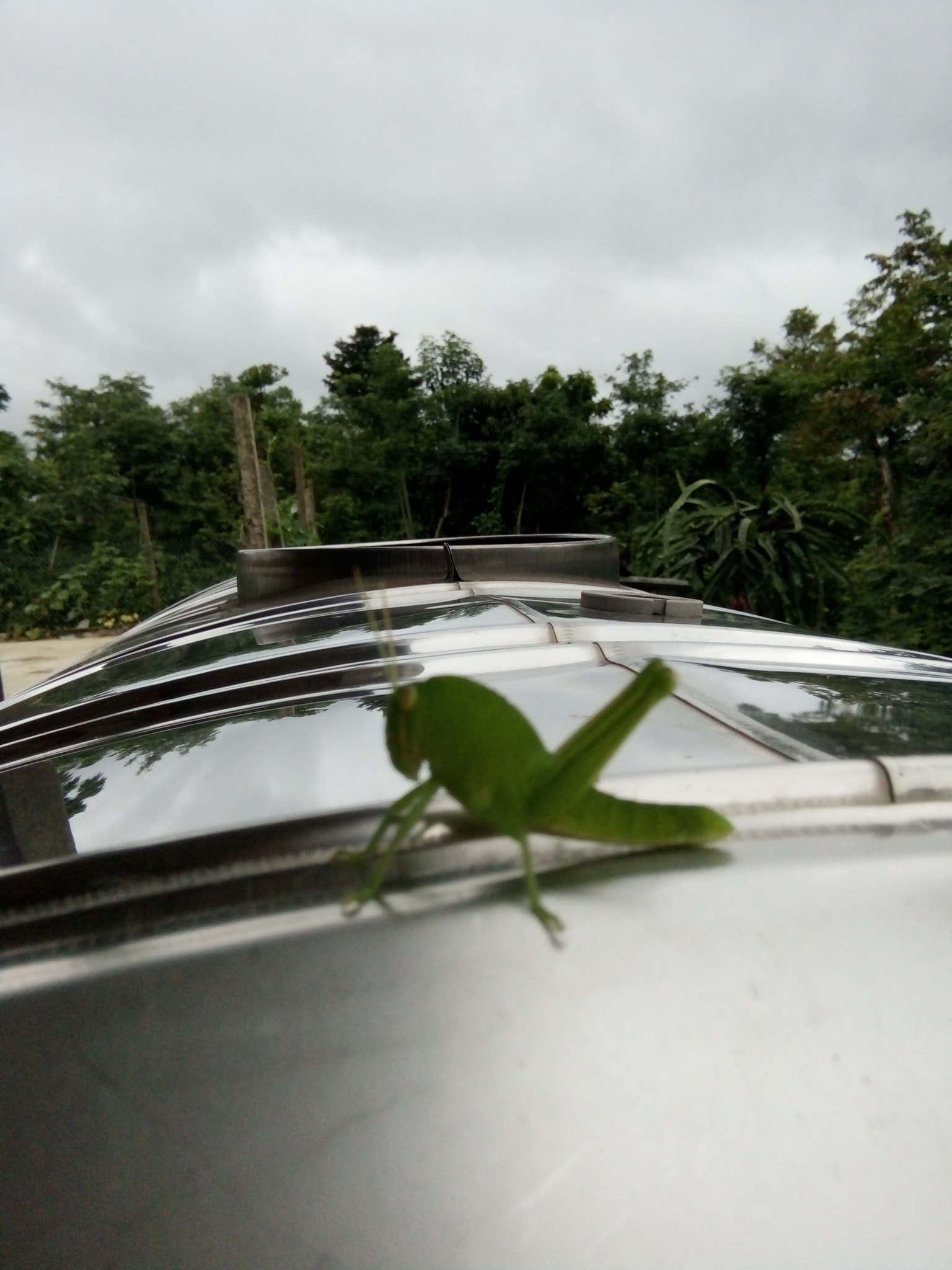 OPPO A33w sample photo