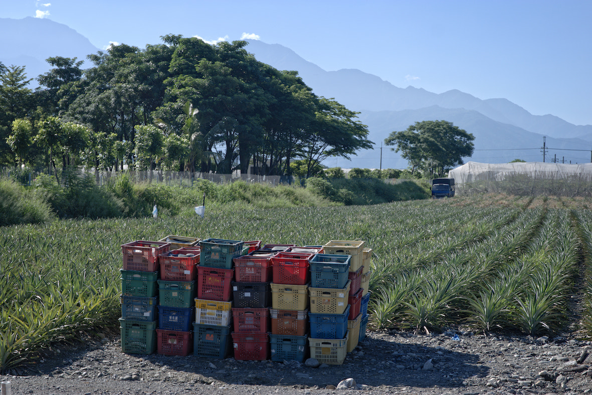 Saumsun NX 16-50mm F2-2.8 S ED OIS sample photo. Sunshine of the south photography