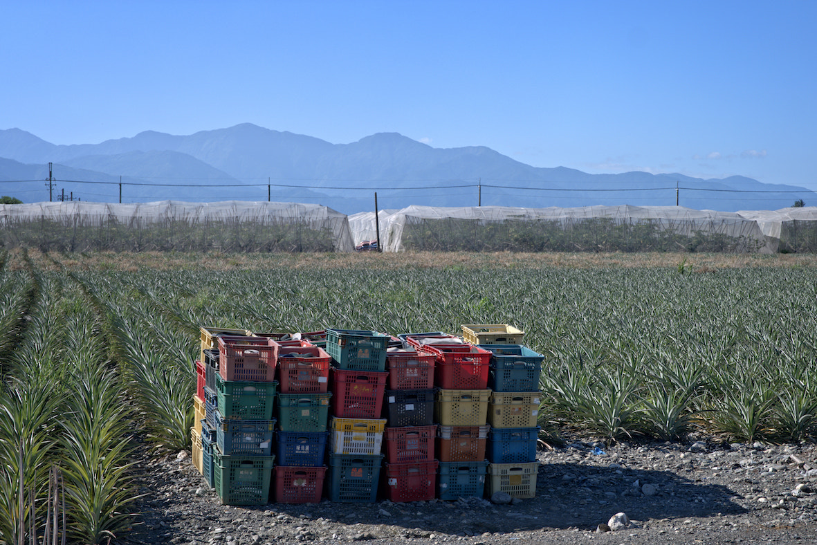 Saumsun NX 16-50mm F2-2.8 S ED OIS sample photo. Sunshine of the south photography