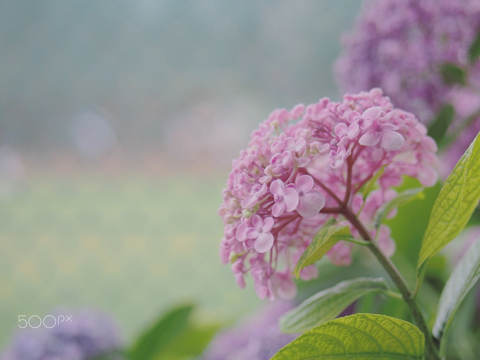 Olympus PEN E-PM2 sample photo. Popcorn hydrangea photography
