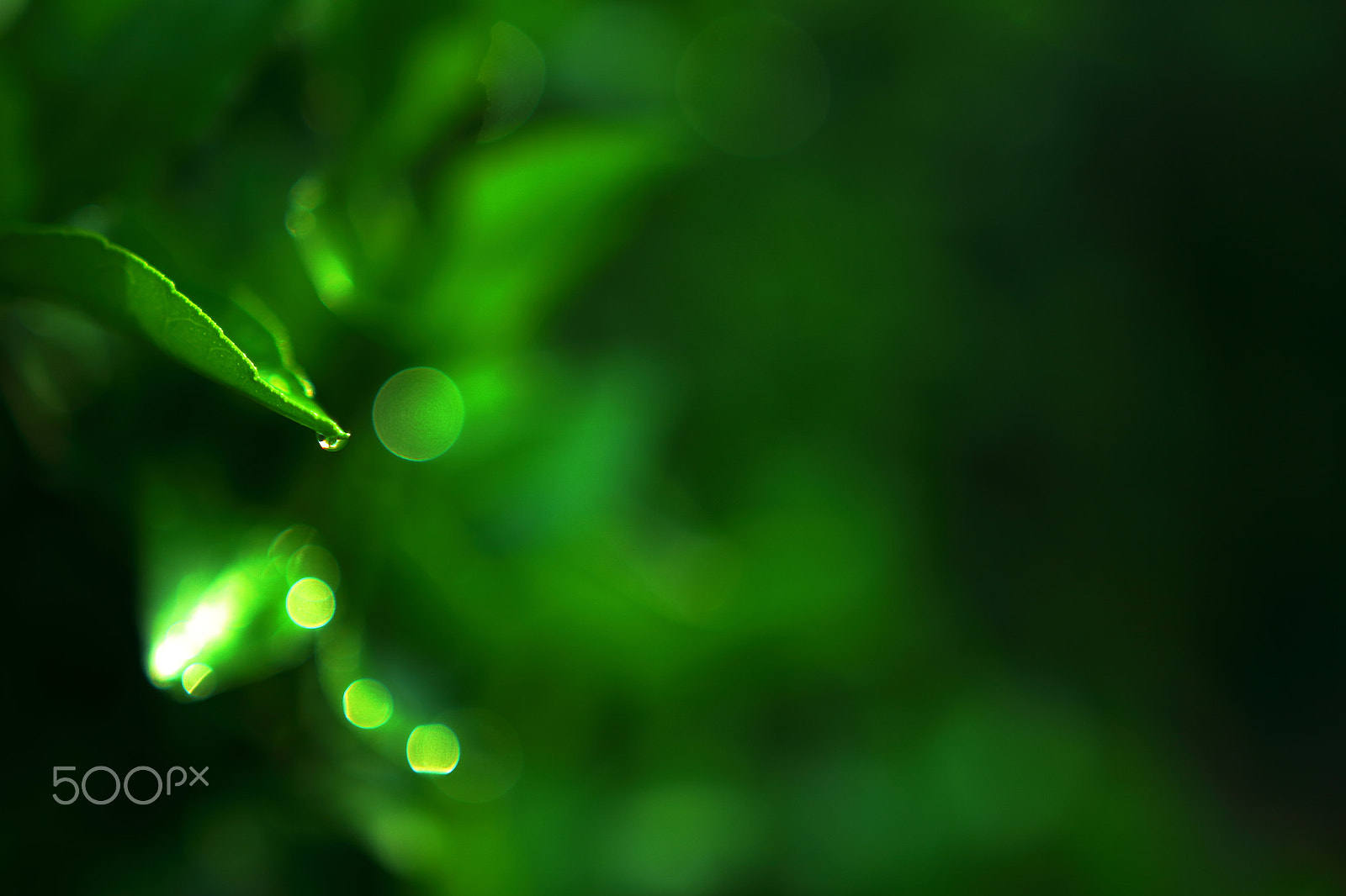 Sigma 18-35mm f/1.8 DC HSM sample photo. Leaves and waterdrops photography