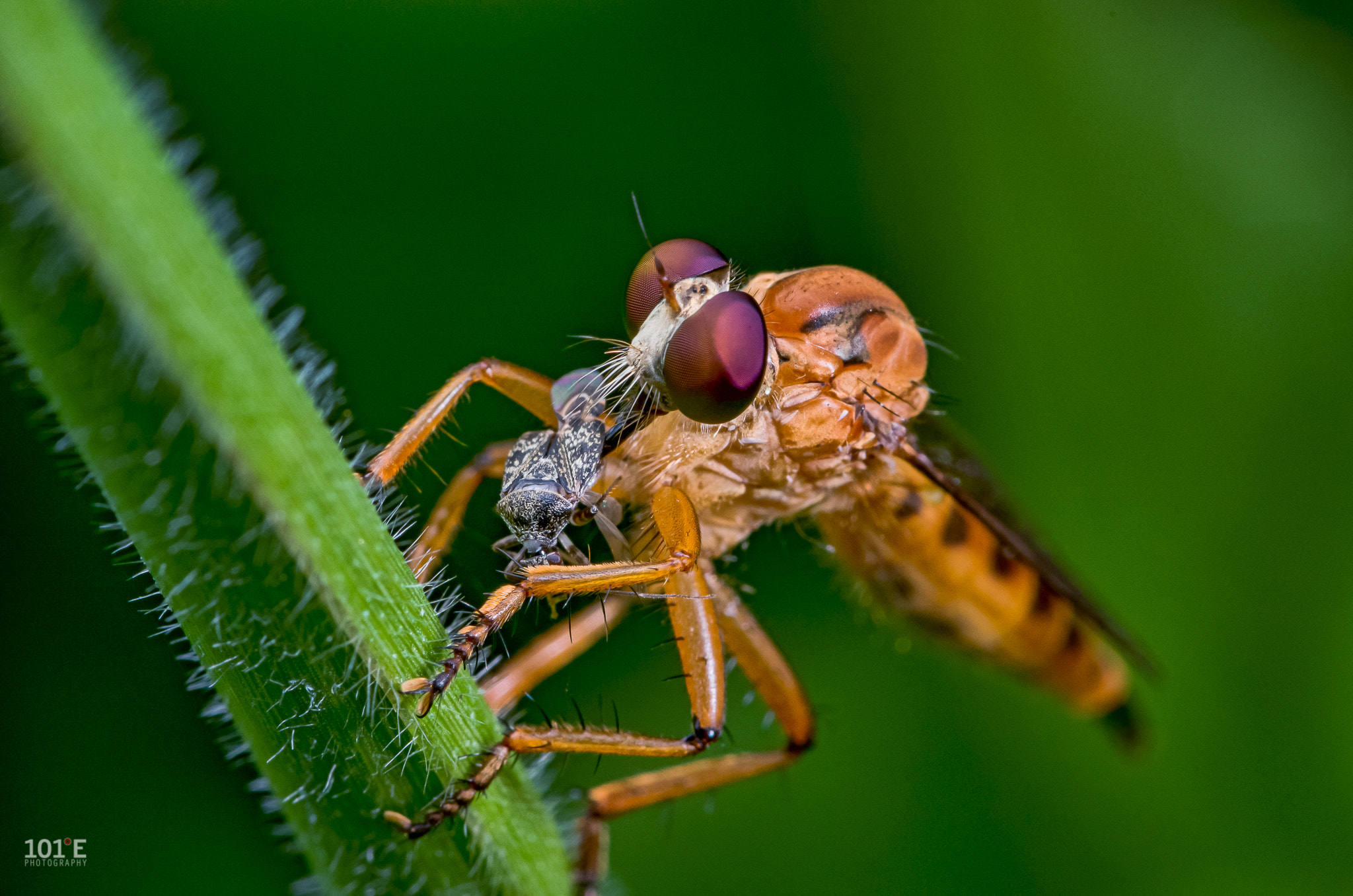 Pentax smc D-FA 100mm F2.8 macro sample photo. Robberfly photography