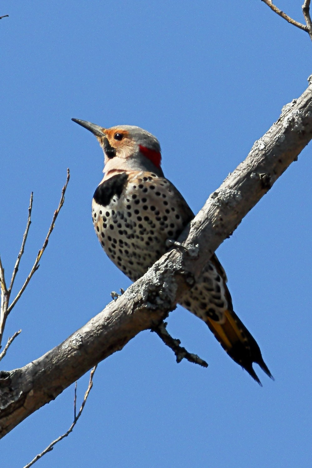 Canon EOS 7D Mark II + Canon EF 400mm F5.6L USM sample photo. Northern flicker photography