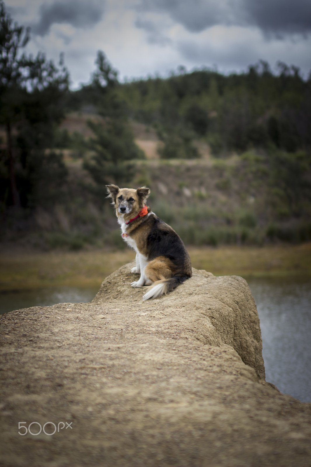 Sigma 50mm F1.4 EX DG HSM sample photo. Lilla en la cima photography