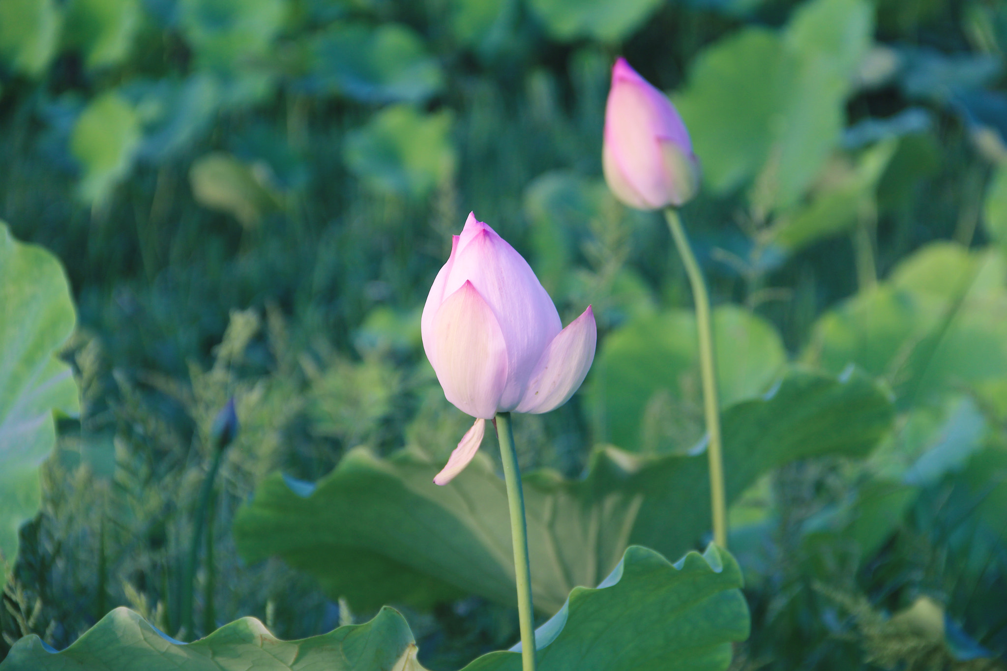 Canon EOS 700D (EOS Rebel T5i / EOS Kiss X7i) sample photo. 3.jpg photography