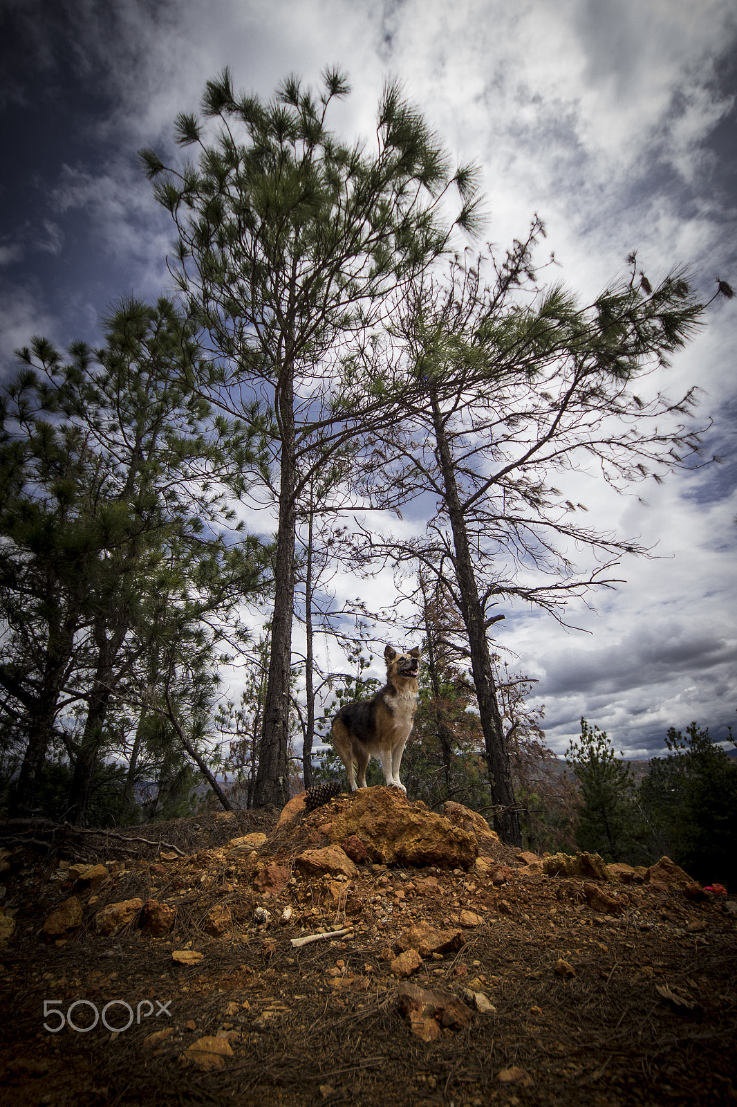 Sigma 8-16mm F4.5-5.6 DC HSM sample photo. Lilla queen photography