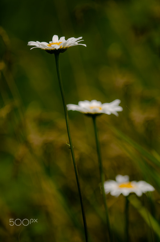 Nikon D7000 + Nikon AF Micro-Nikkor 200mm F4D ED-IF sample photo. Daisy daisy daisy? photography