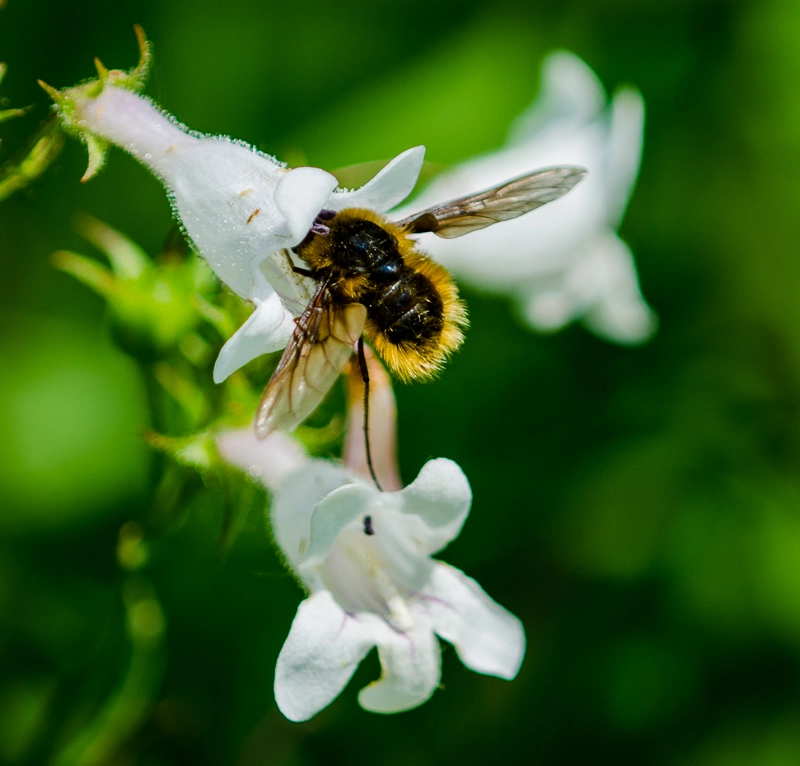 Nikon D7000 + Nikon AF Micro-Nikkor 200mm F4D ED-IF sample photo. Bee mine? photography