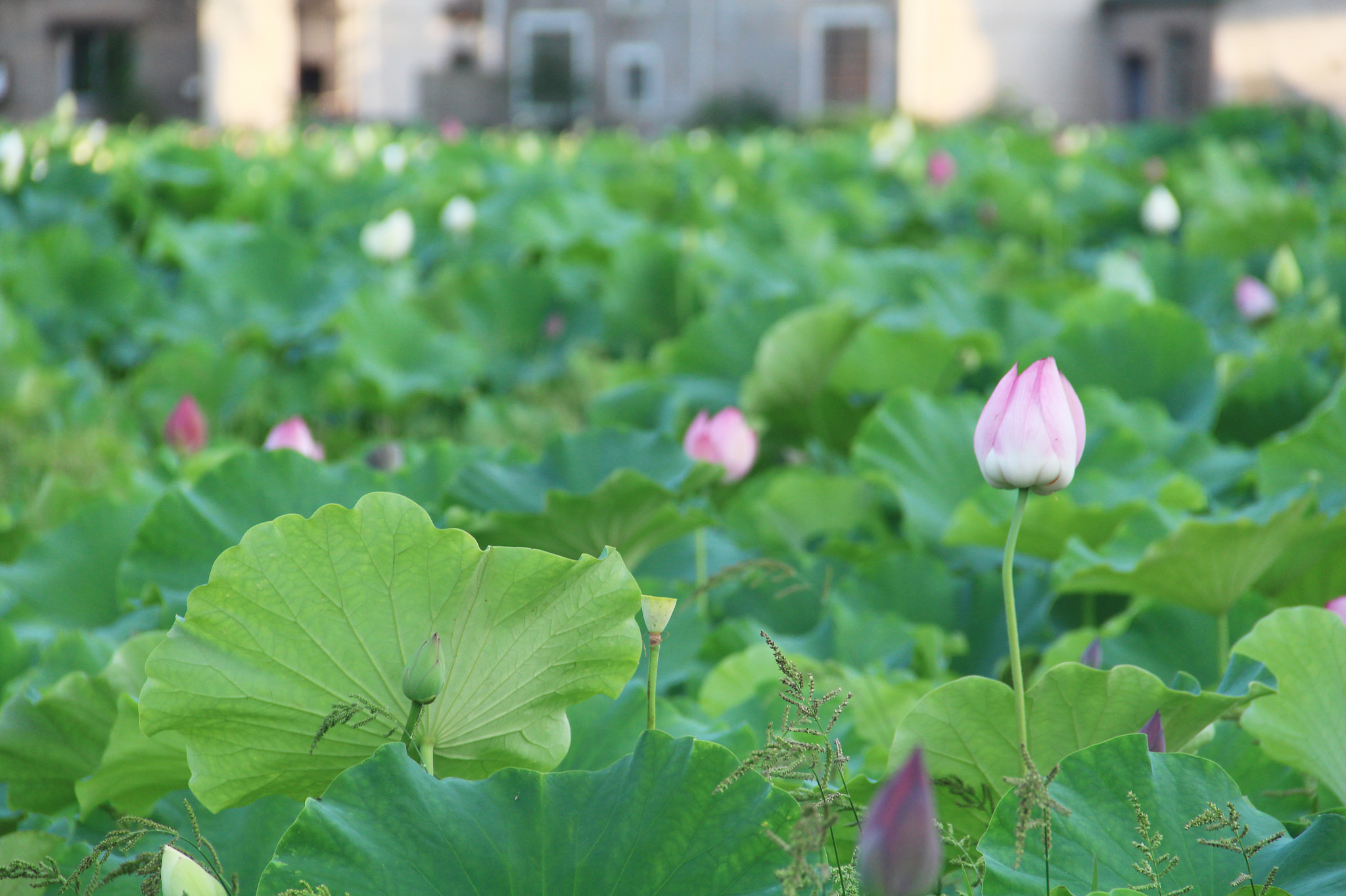 Canon EOS 700D (EOS Rebel T5i / EOS Kiss X7i) sample photo. 13.jpg photography