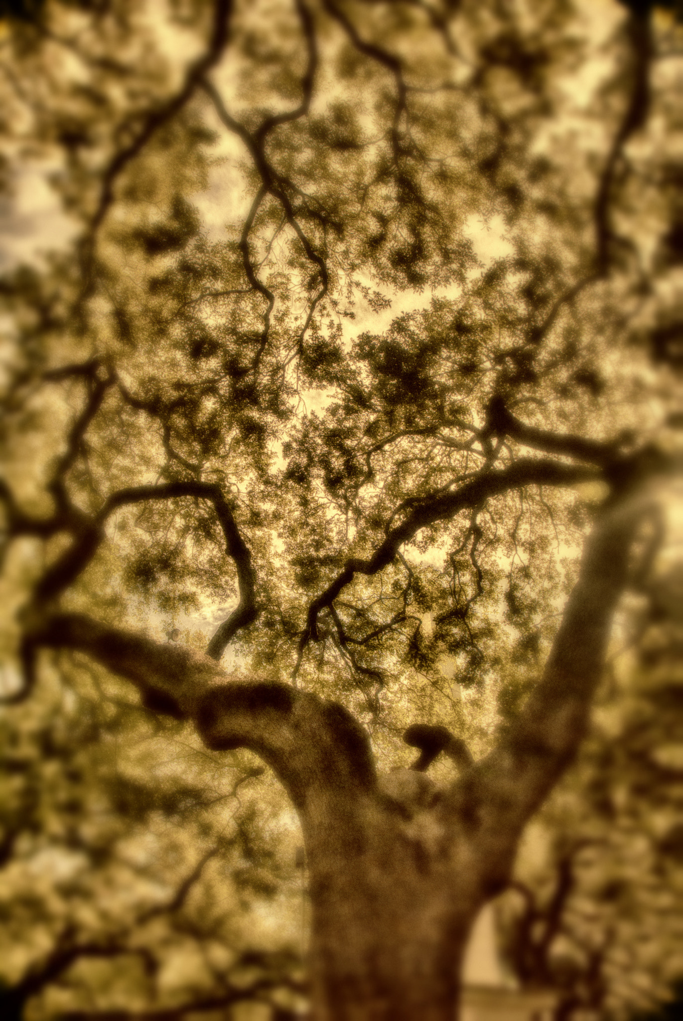 Nikon D3000 sample photo. Golden photography