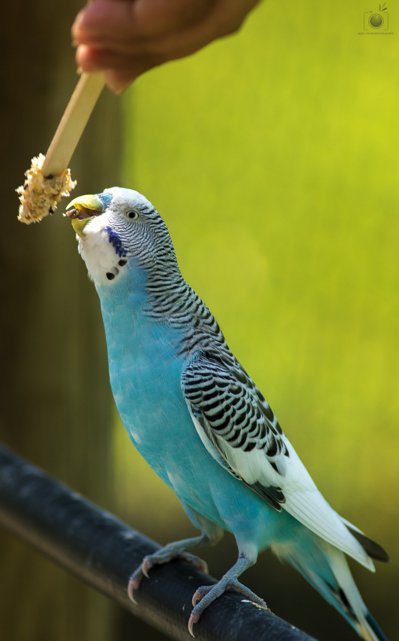 Nikon D600 + Nikon AF Nikkor 180mm F2.8D ED-IF sample photo. The hungry bird.... photography