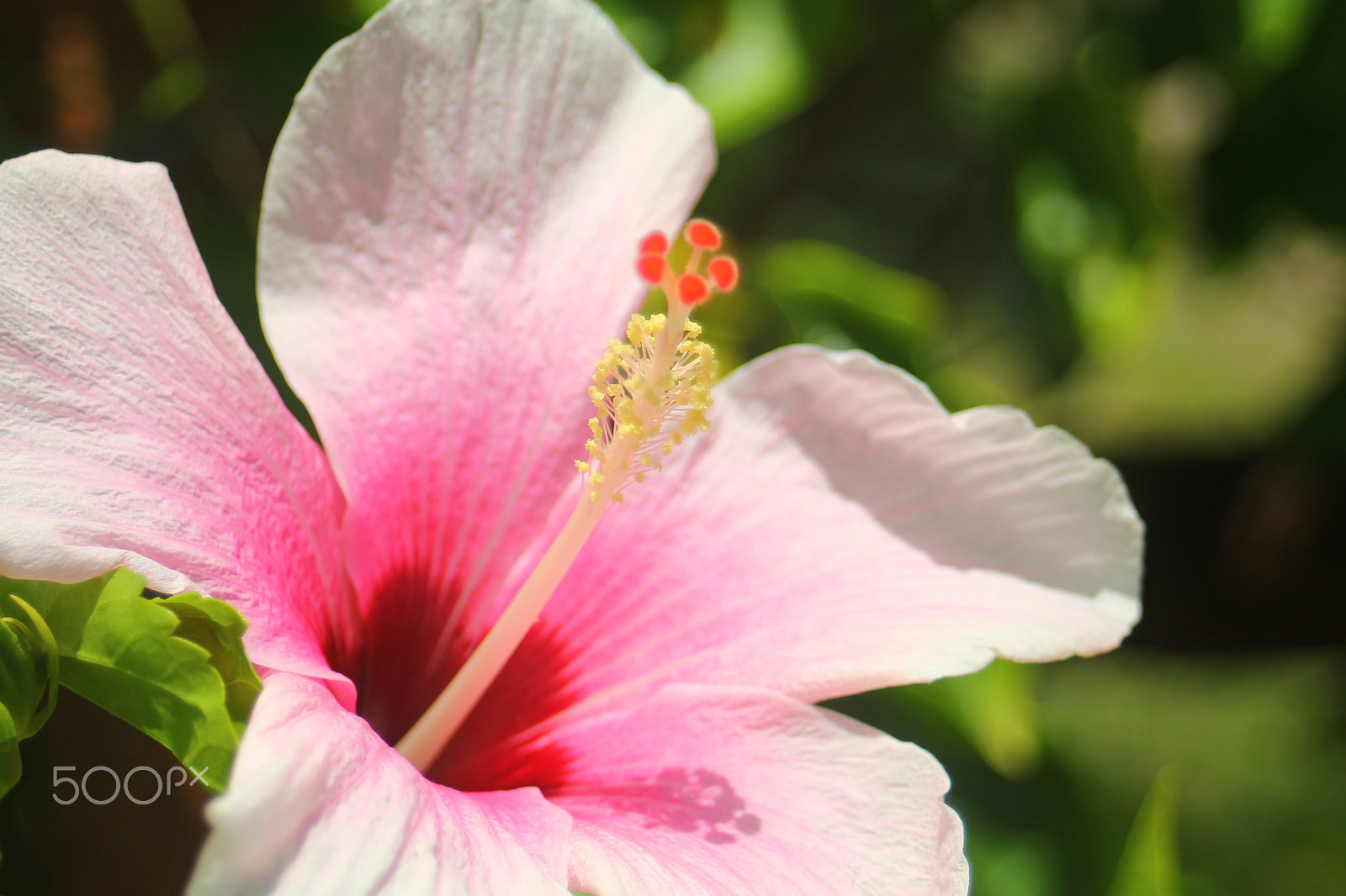 Canon EF 28-80mm f/3.5-5.6 USM IV sample photo. Pink photography