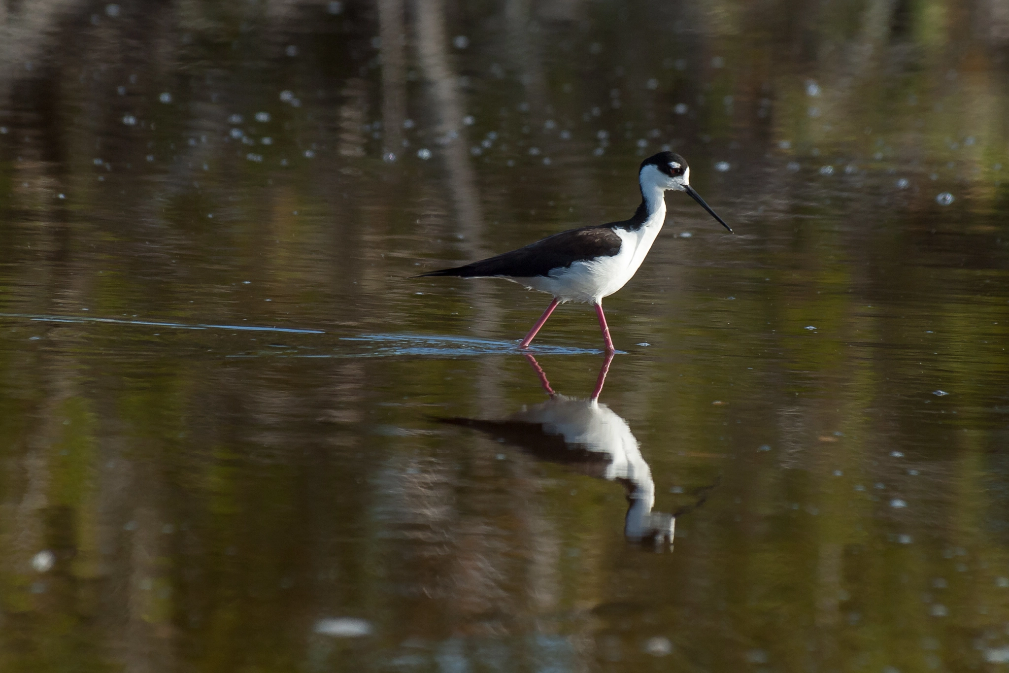 Olympus Zuiko Digital ED 70-300mm F4.0-5.6 sample photo. Black-necked stilt (himantopus mexicanus) photography