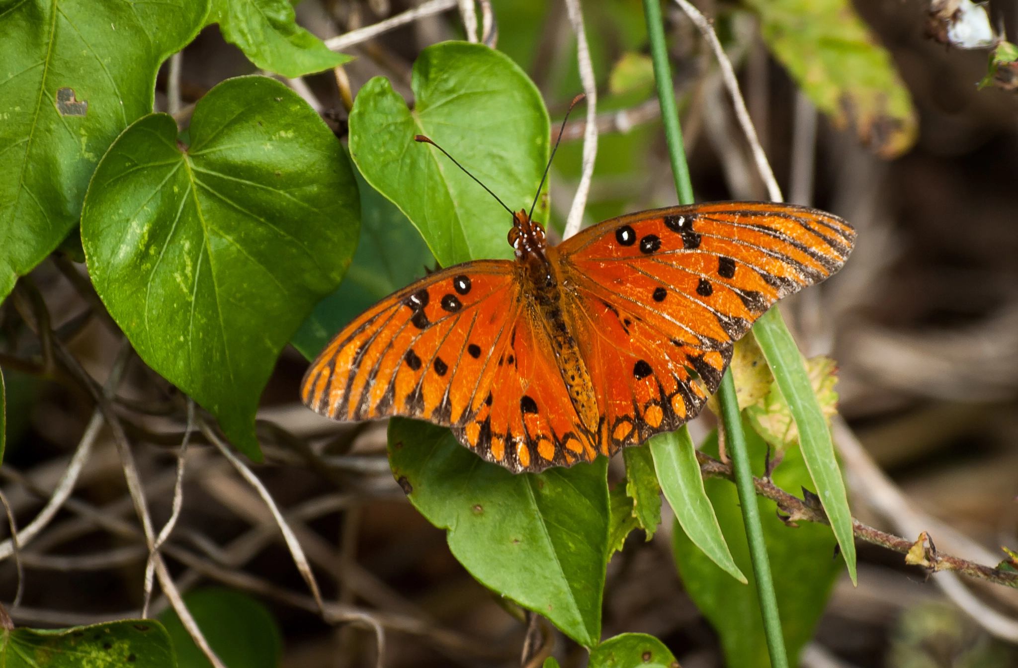 Olympus E-620 (EVOLT E-620) sample photo. Gulf fritillary or passion butterfly (agraulis vanillae) photography