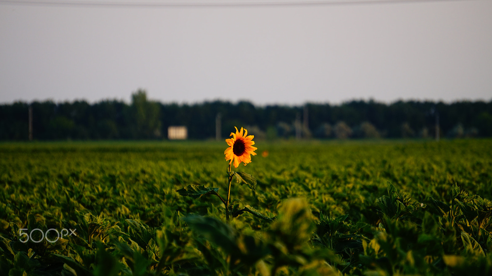 Sony E 55-210mm F4.5-6.3 OSS sample photo. Alone photography