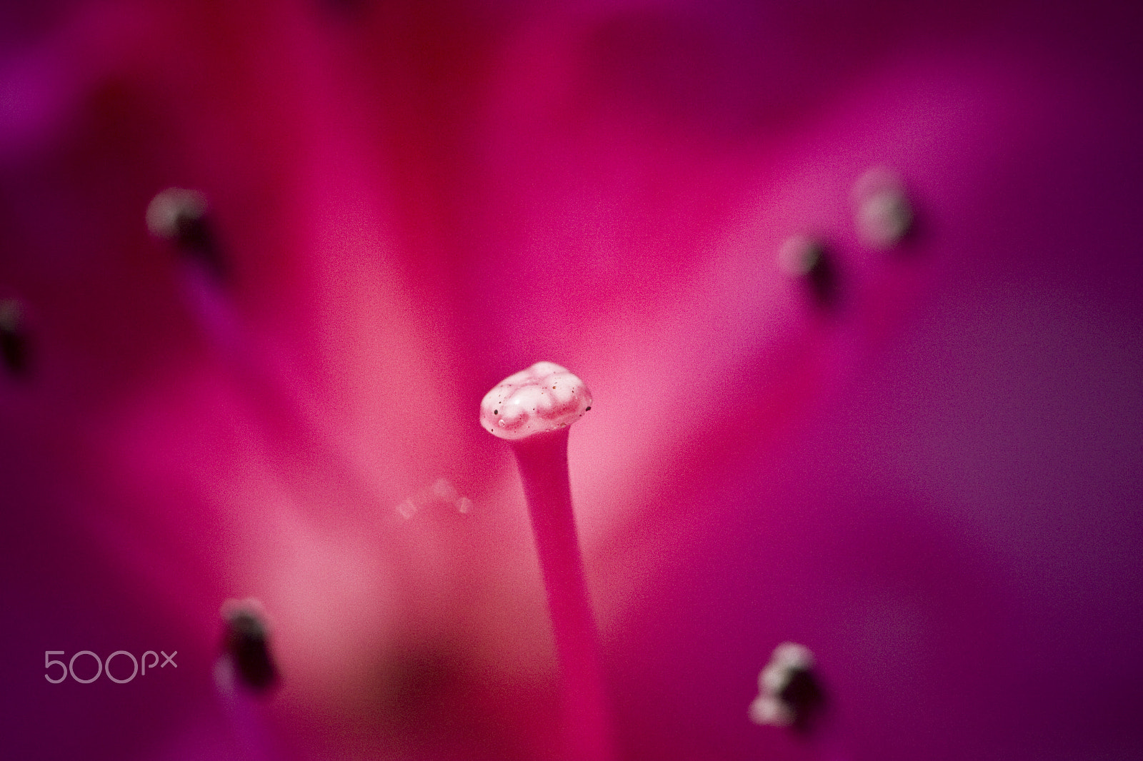 Canon EF 180mm F3.5L Macro USM sample photo. Open for business photography