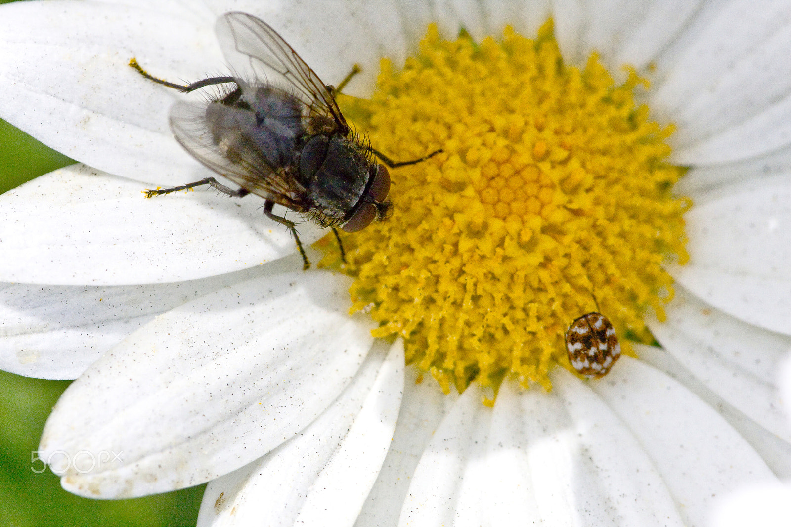 Canon EF 180mm F3.5L Macro USM sample photo. Dinner photography