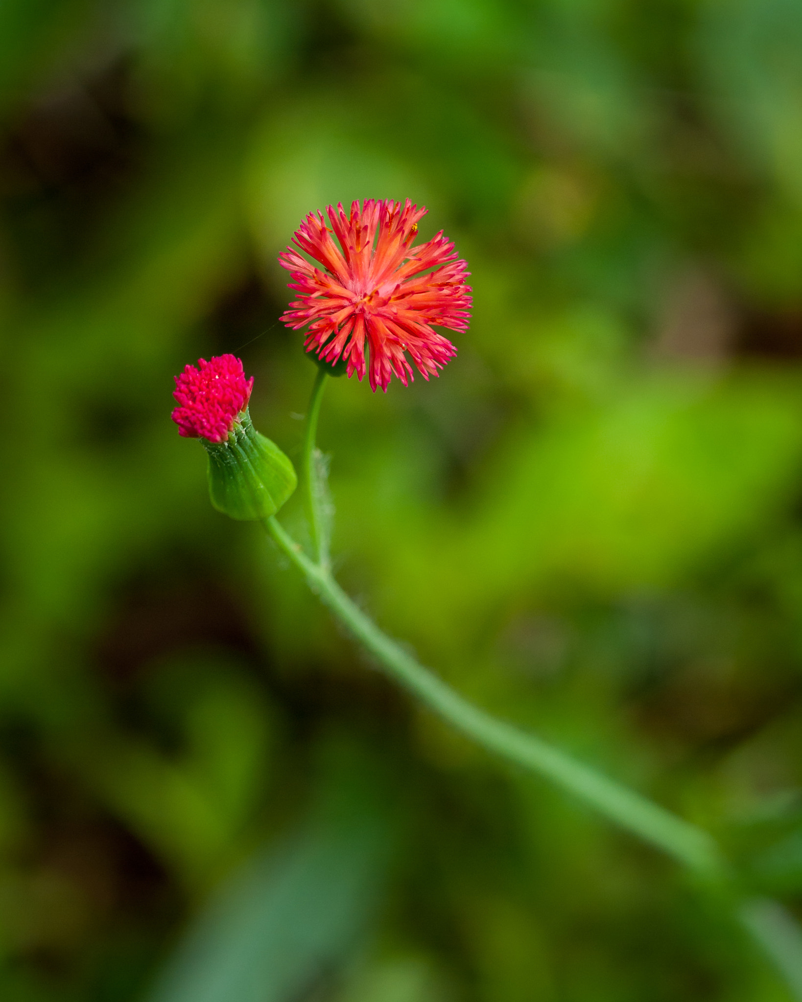 Olympus E-620 (EVOLT E-620) sample photo. Wild flower photography