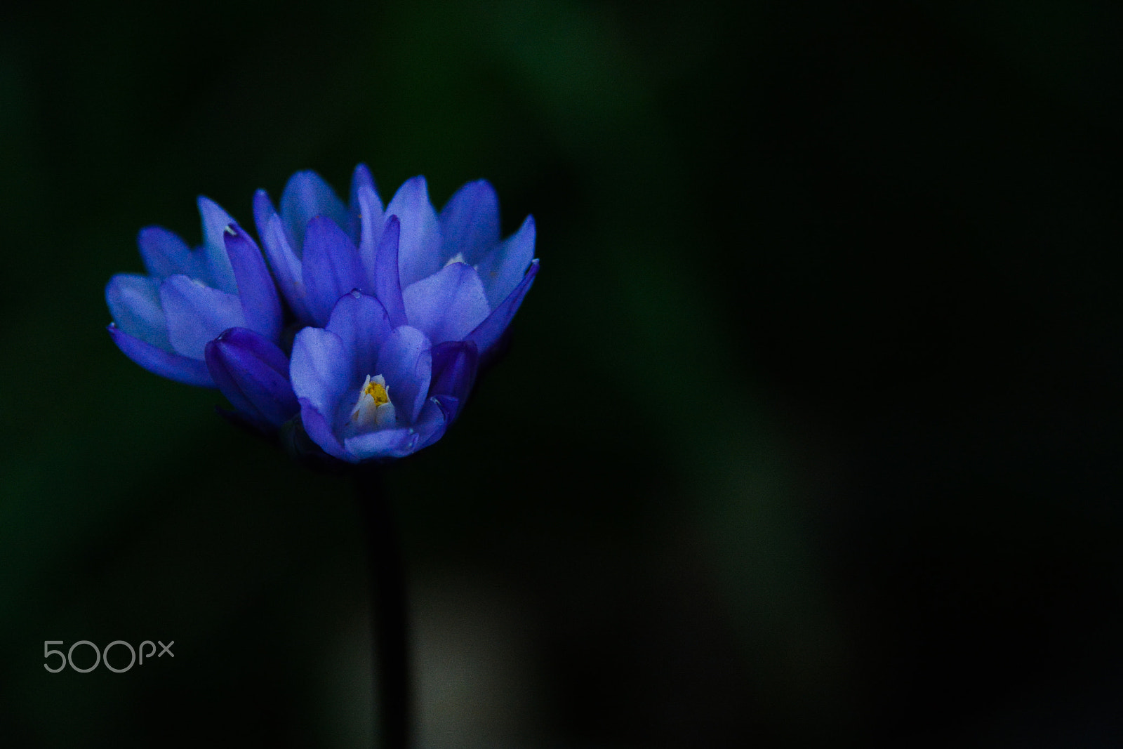 AF Zoom-Nikkor 28-105mm f/3.5-4.5D IF sample photo. Alone and alone photography