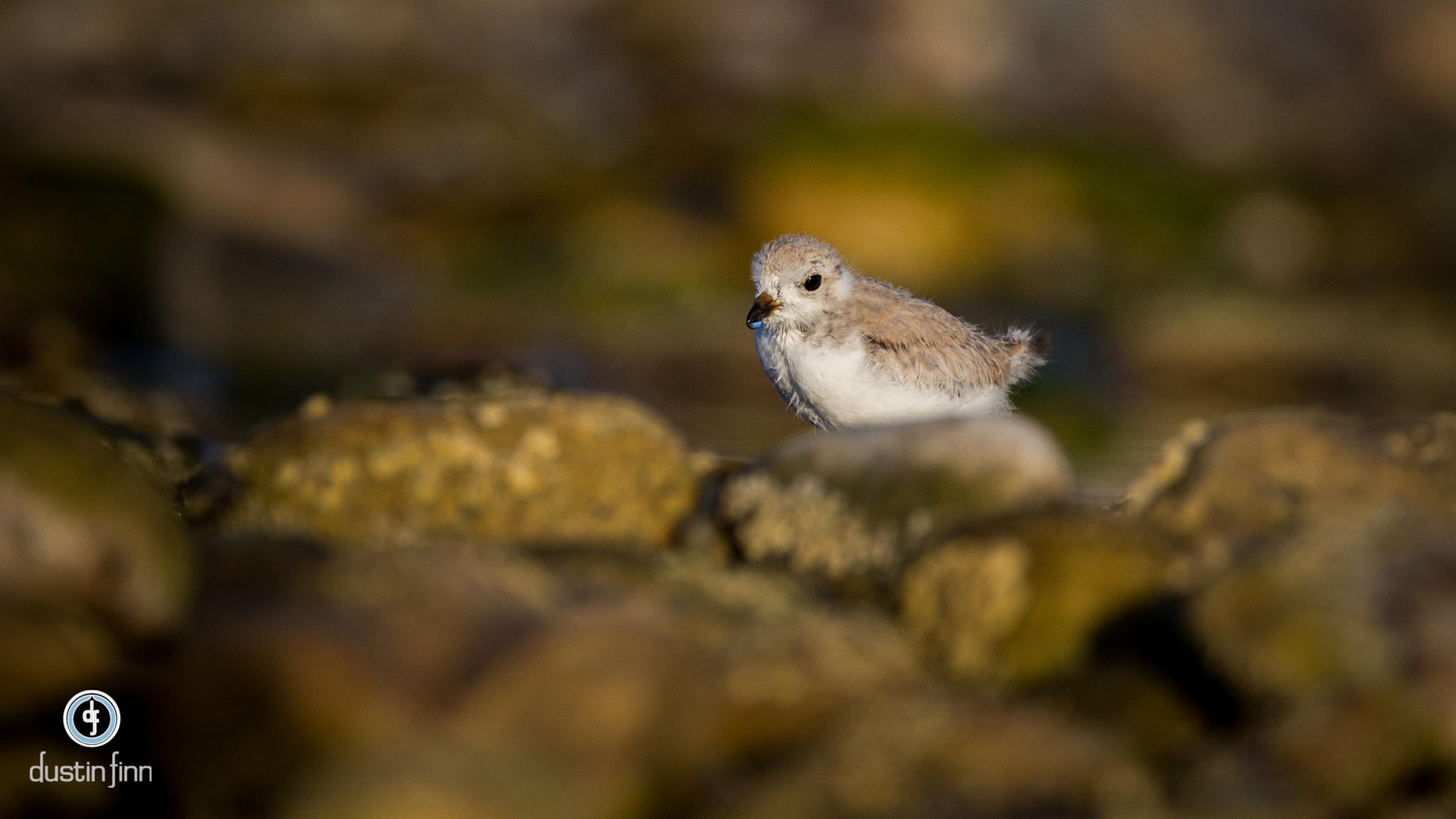 Canon EF 600mm F4L IS USM sample photo. Juvenile plover photography