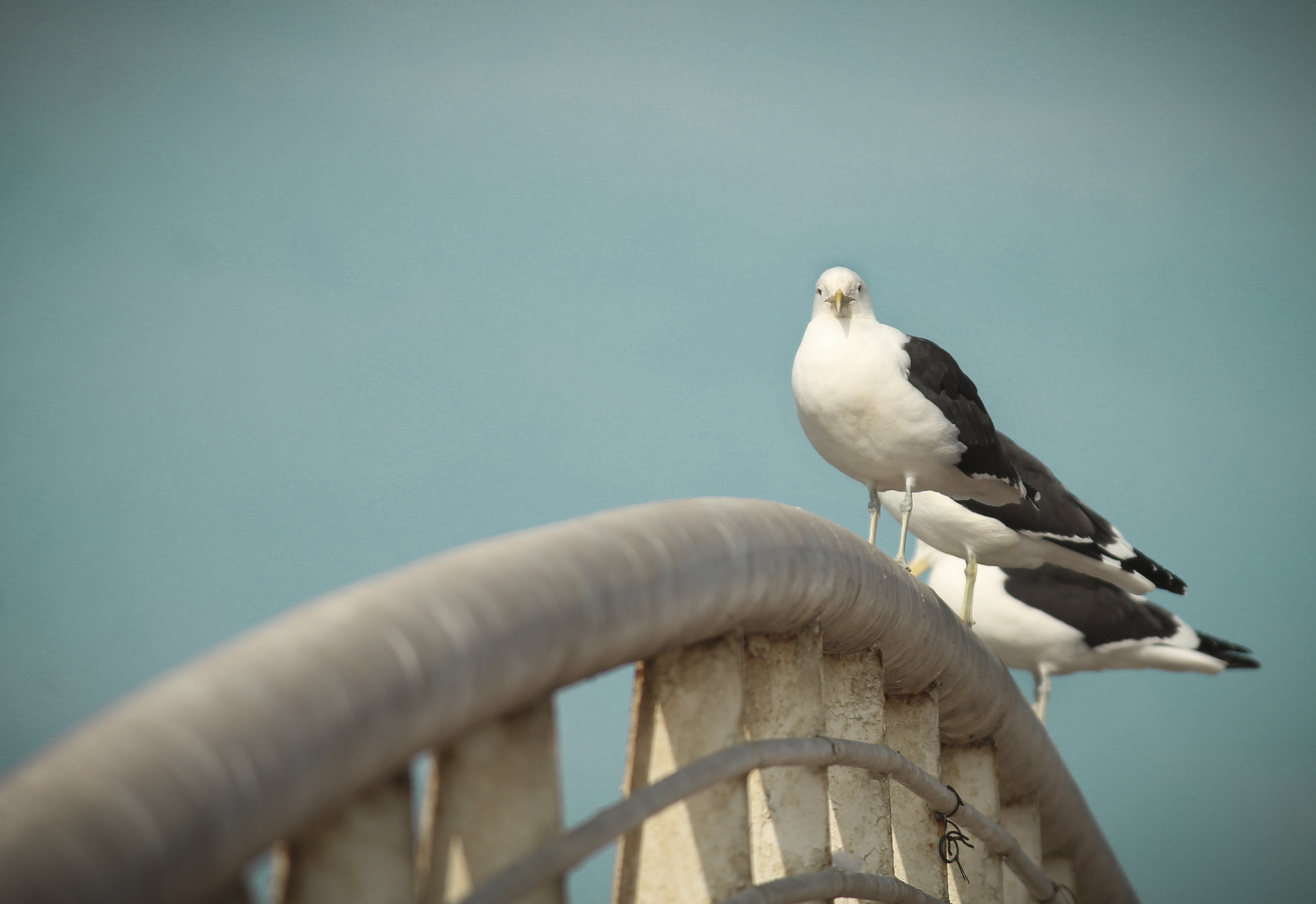 Canon EF-S 55-250mm F4-5.6 IS sample photo. De frente photography