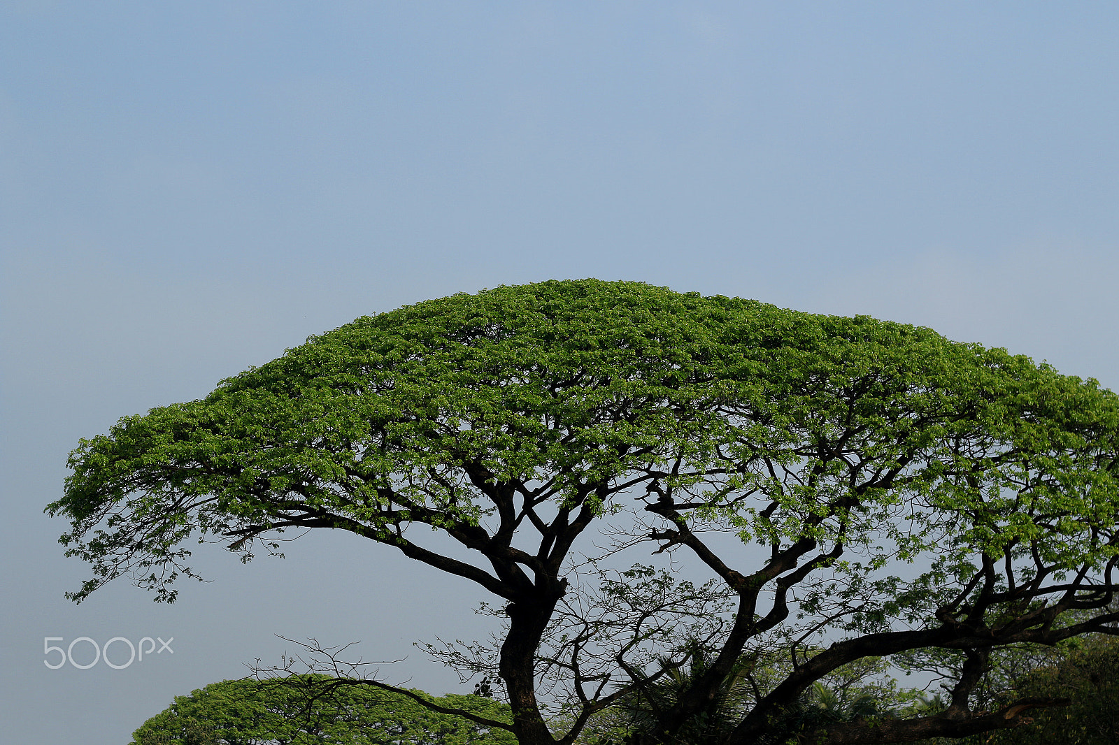 Canon EOS 7D Mark II + Canon EF 50mm F1.8 II sample photo. Green is good . save trees save earth ! photography