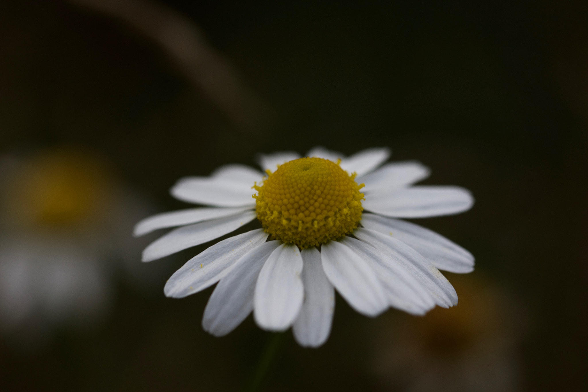 Canon EOS 650D (EOS Rebel T4i / EOS Kiss X6i) + Canon EF 100mm F2.8L Macro IS USM sample photo. Chamomile - matricaria chamomilla photography