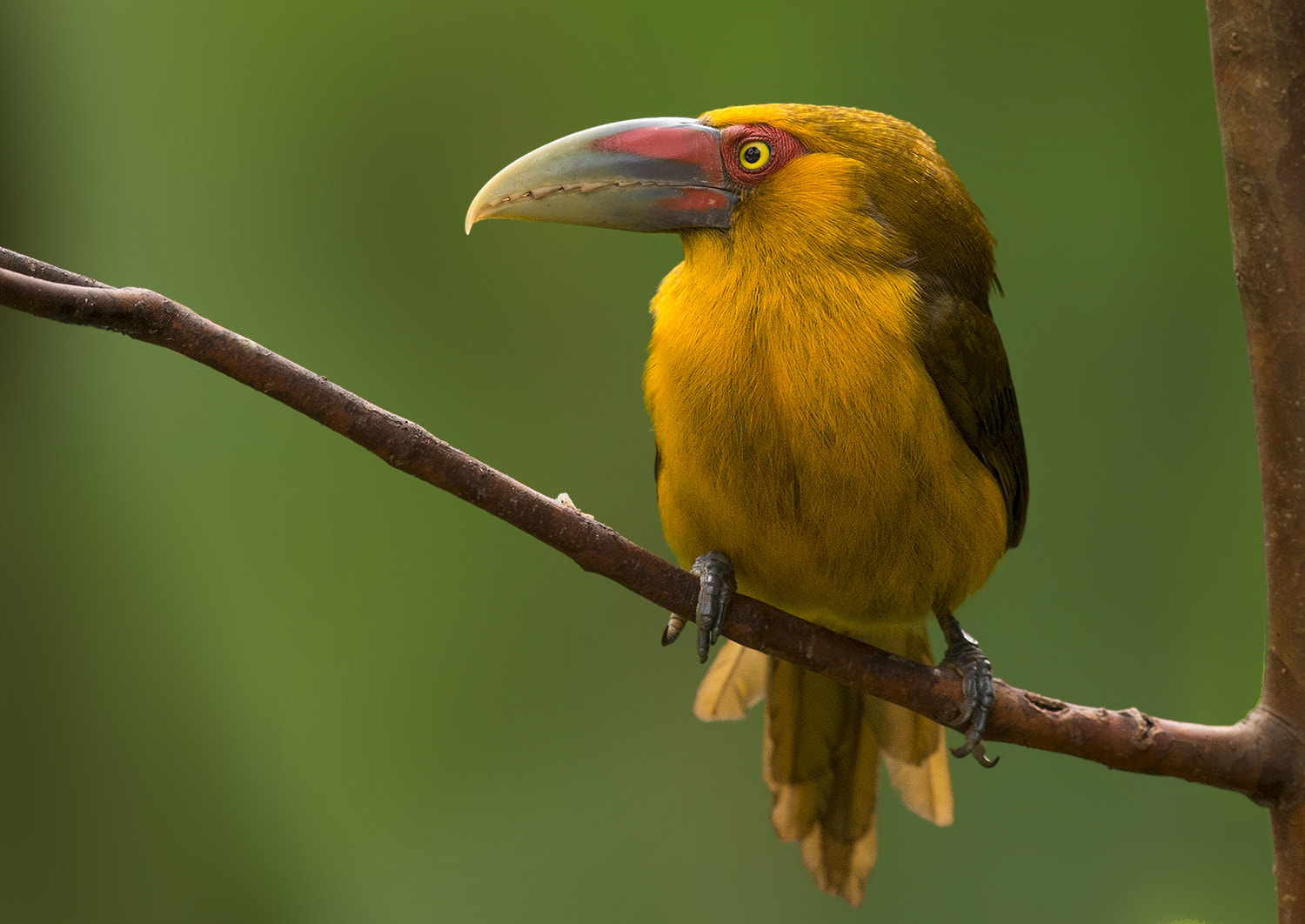 Nikon D4S + Nikon AF-S Nikkor 500mm F4G ED VR sample photo. Araçari-banana photography