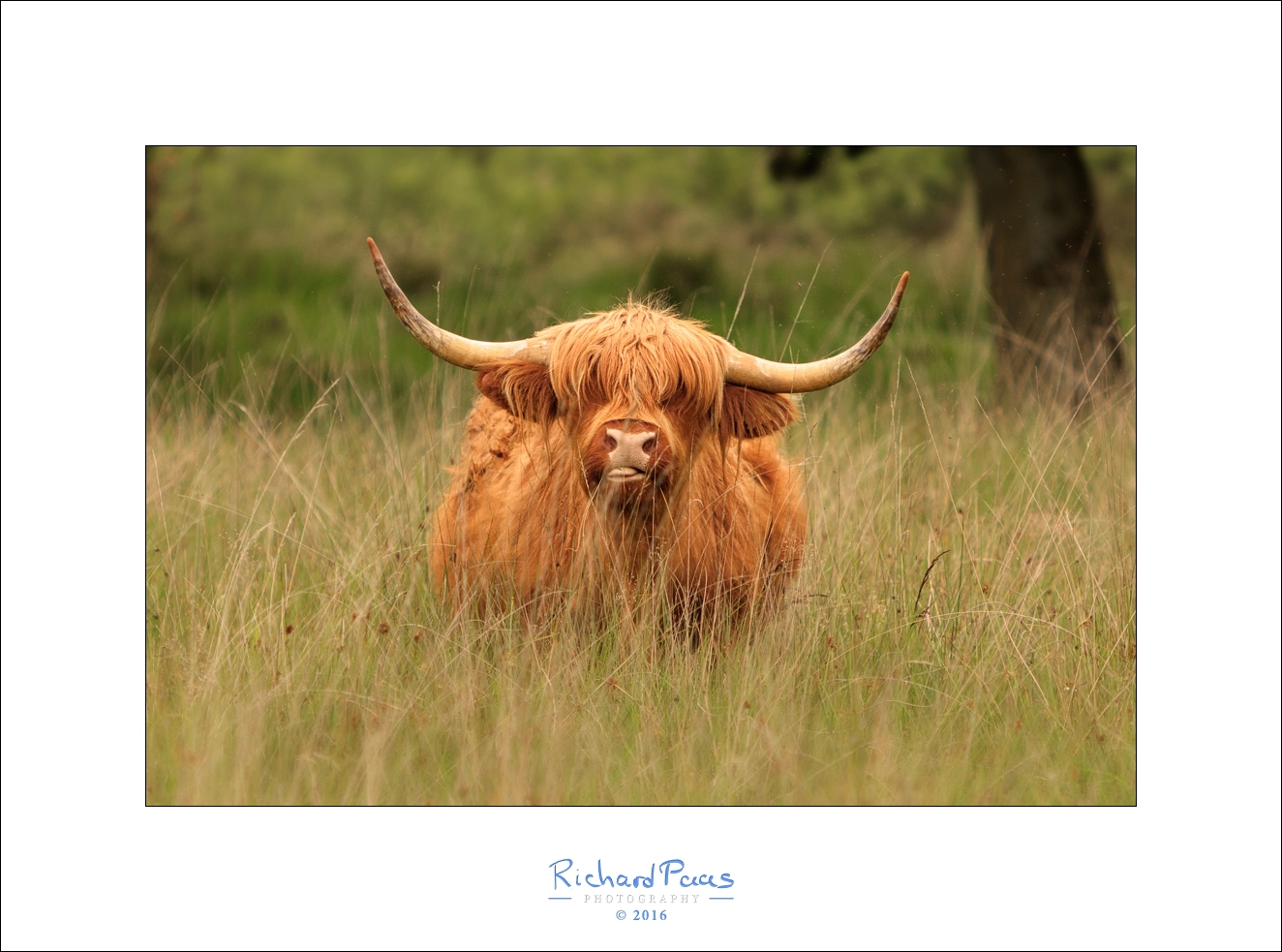 Canon EOS 5DS R + Canon EF 70-200mm F2.8L IS USM sample photo. Scottish highland cow photography