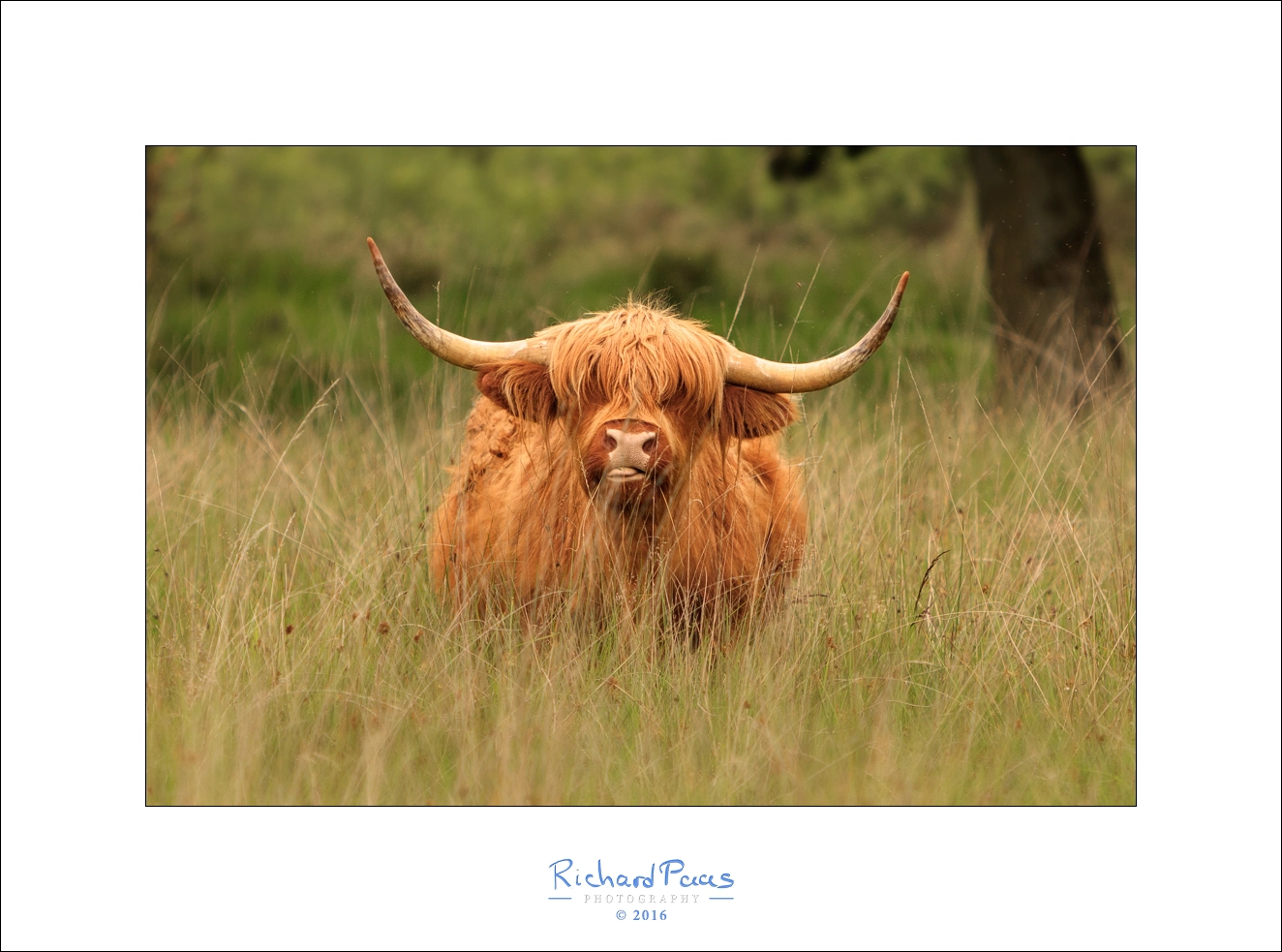 Canon EF 70-200mm F2.8L IS USM sample photo. Scottish highland cow photography