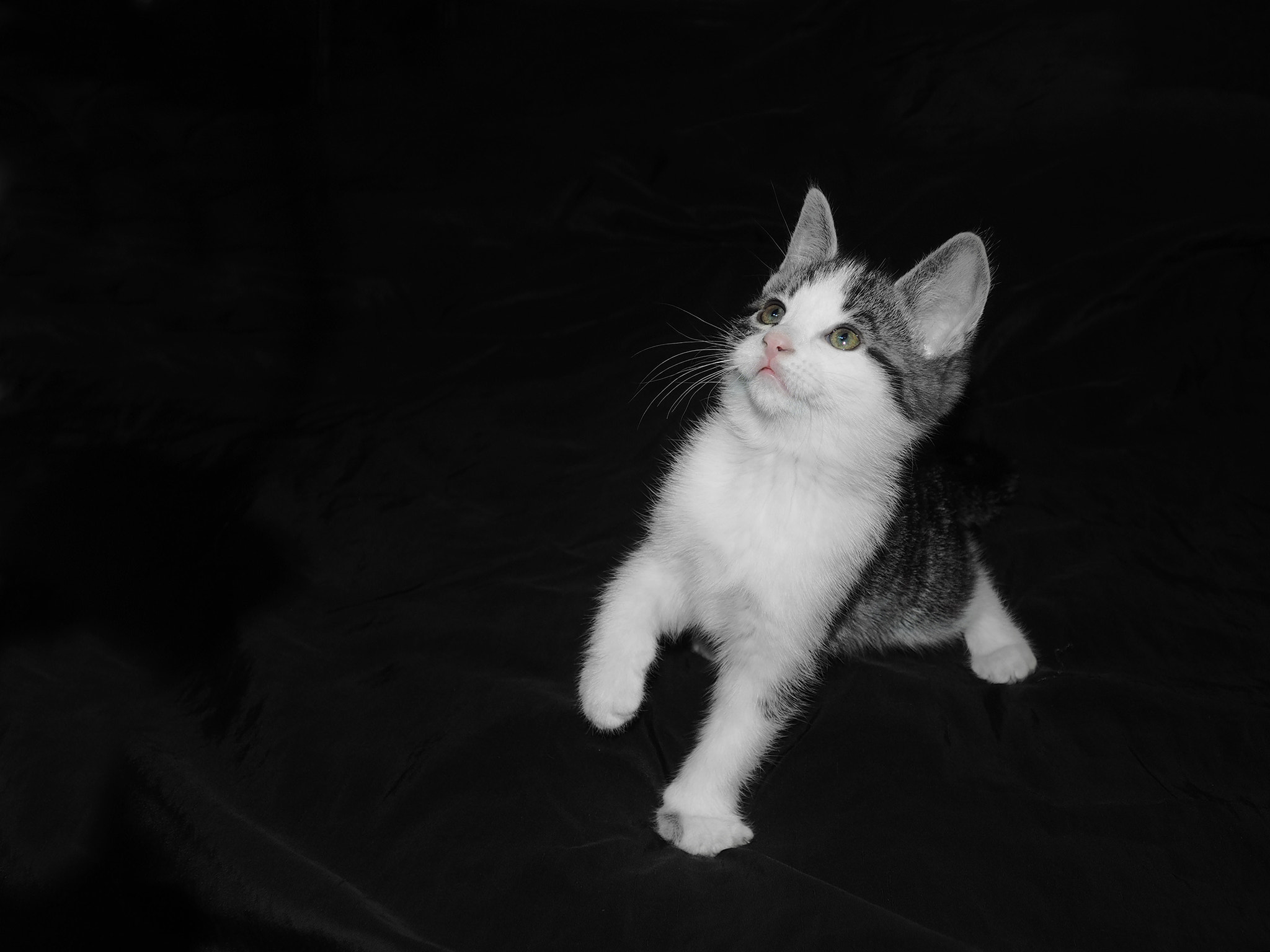 Olympus OM-D E-M1 + OLYMPUS M.12-50mm F3.5-6.3 sample photo. Katniss photography