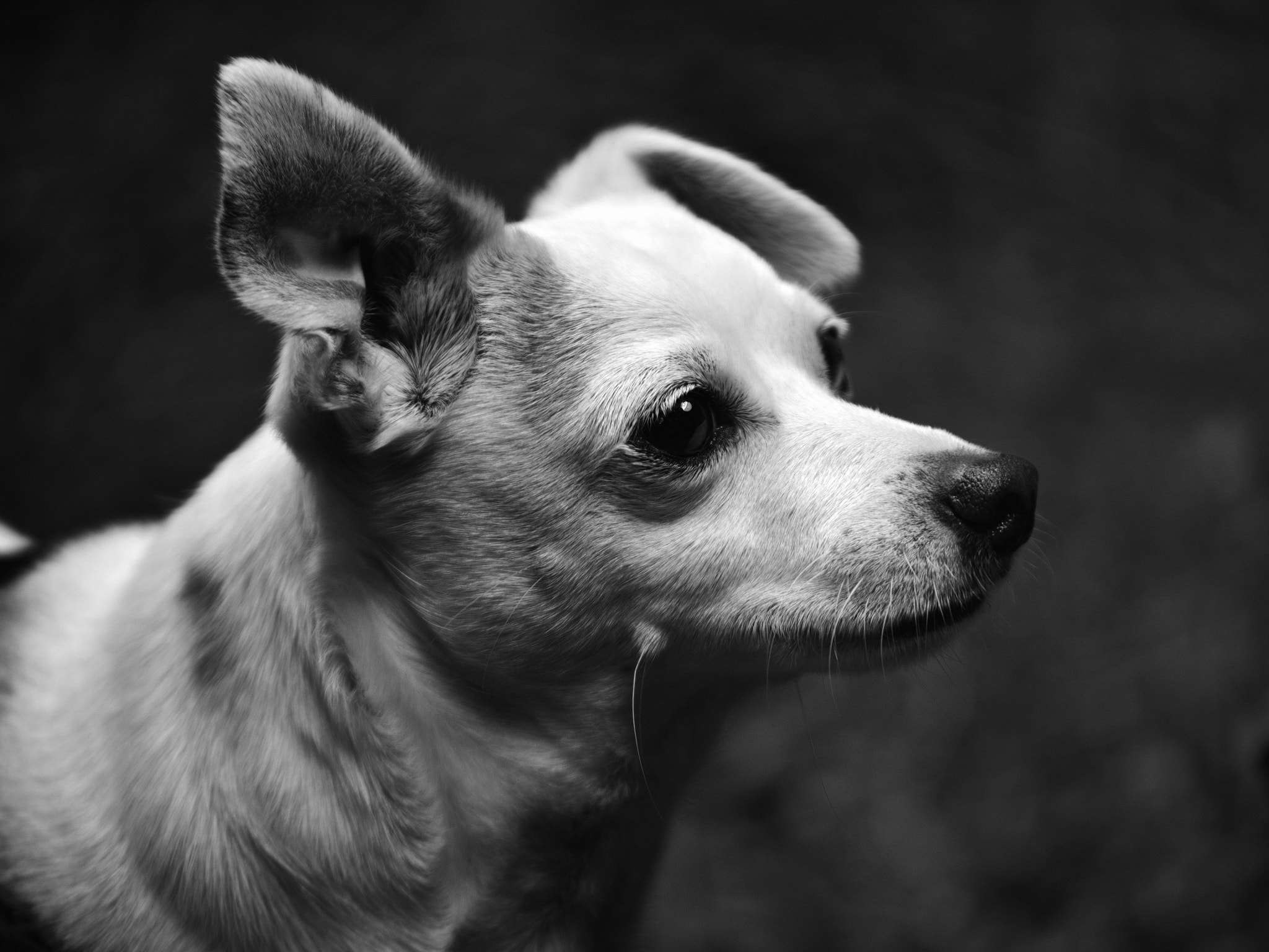Panasonic Lumix G X Vario 35-100mm F2.8 OIS sample photo. Dog portrait photography