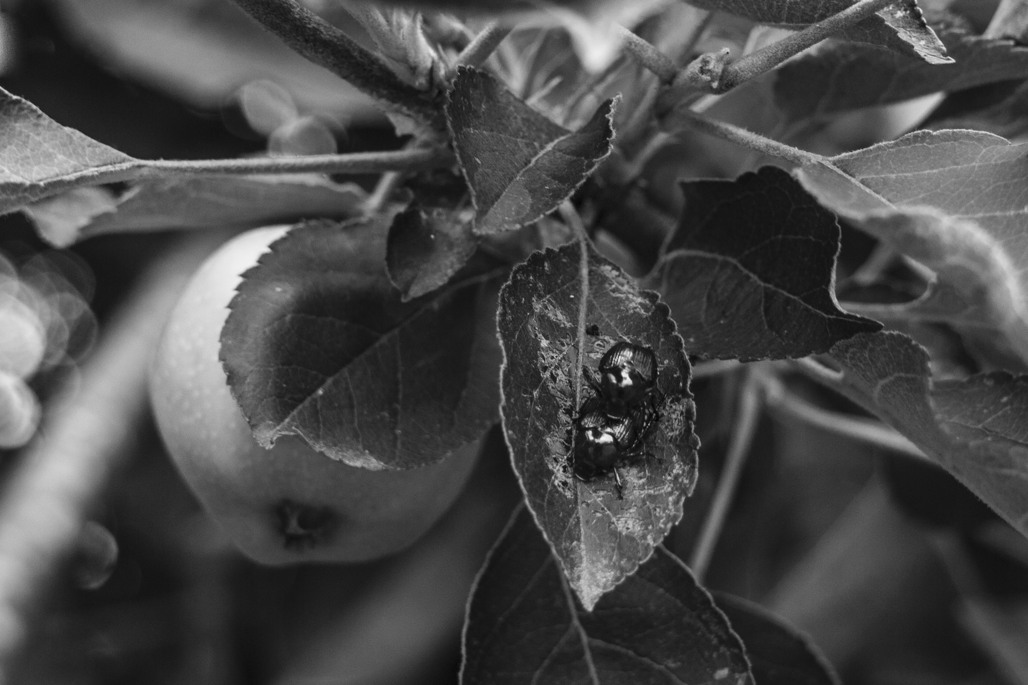 Canon EF 35-80mm f/4-5.6 sample photo. Two beetles photography