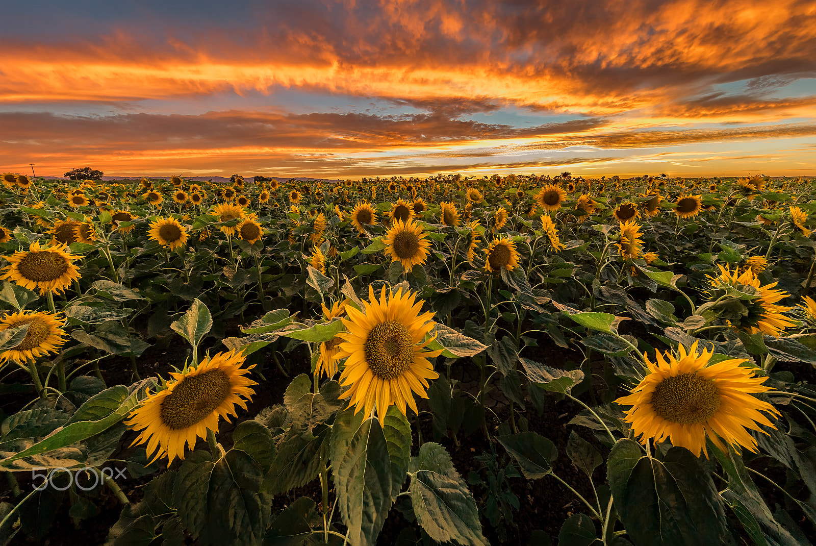 Canon EF 11-24mm F4L USM sample photo. Burning sky and sunflower photography