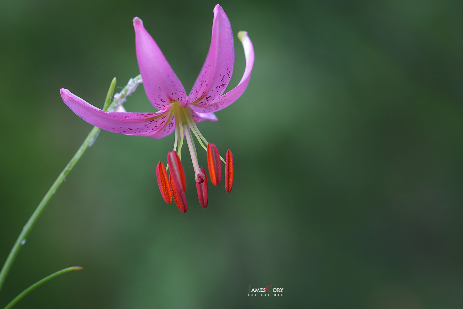 Canon EOS-1Ds Mark III + Canon EF 100mm F2.8L Macro IS USM sample photo. Nodding lily. photography