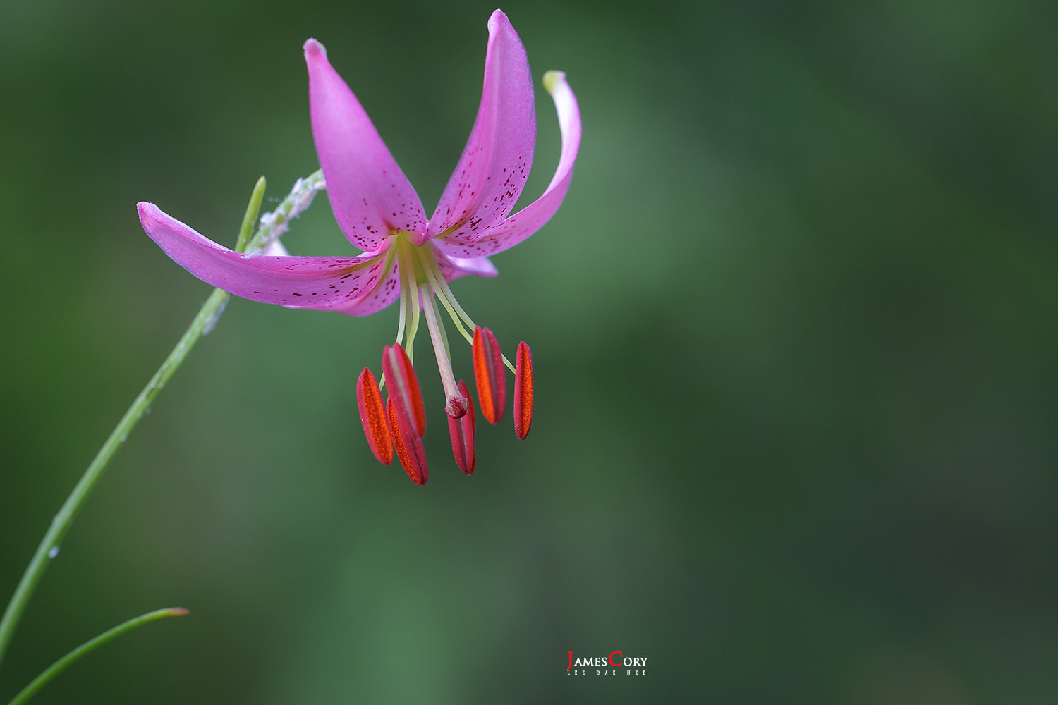 Canon EOS-1Ds Mark III sample photo. Nodding lily. photography