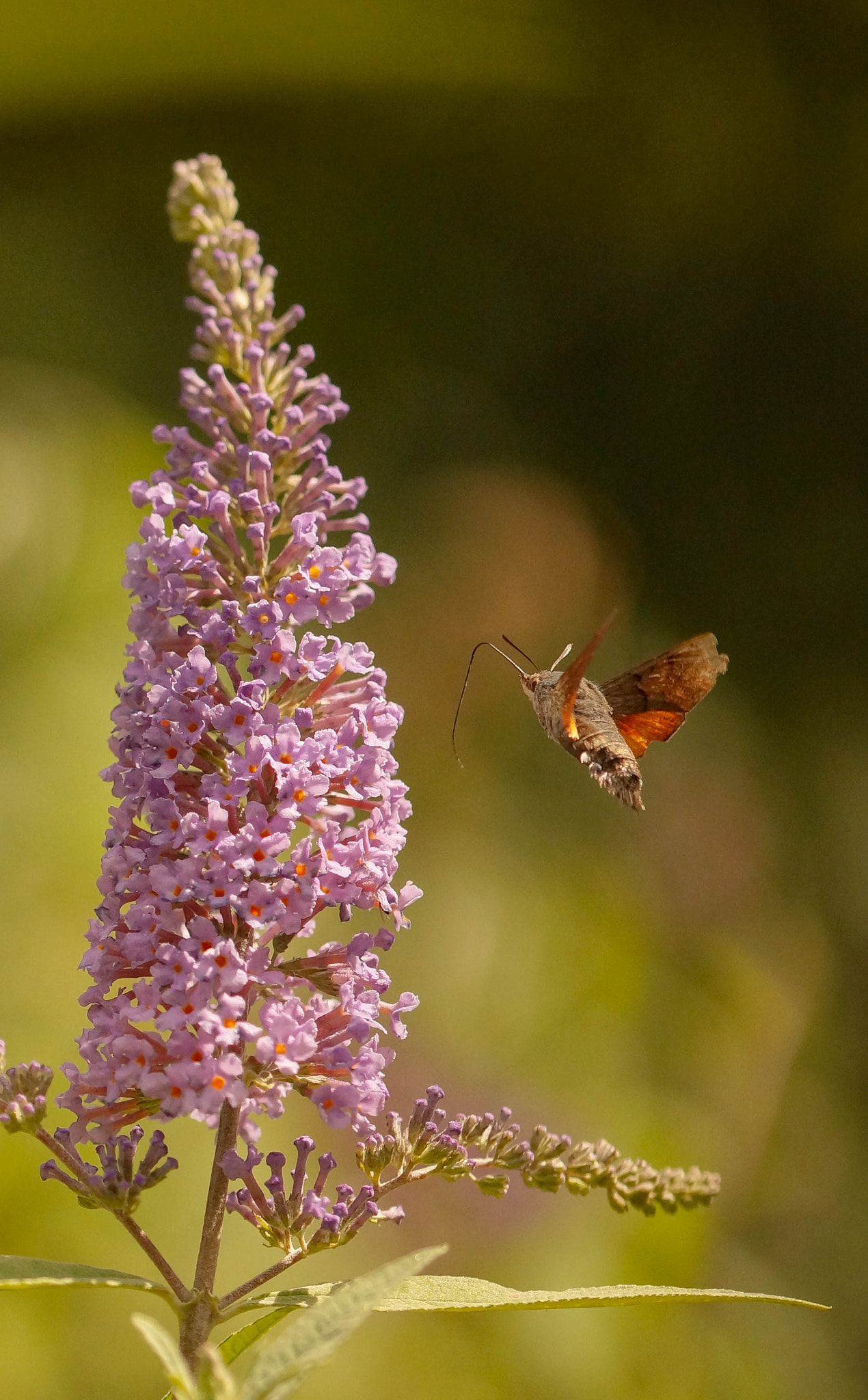 Sony SLT-A57 + 105mm F2.8 sample photo. Vol stationnaire photography