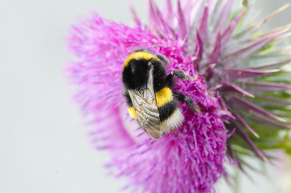 Nikon D7000 + Sigma 70mm F2.8 EX DG Macro sample photo. Bee on a flower photography