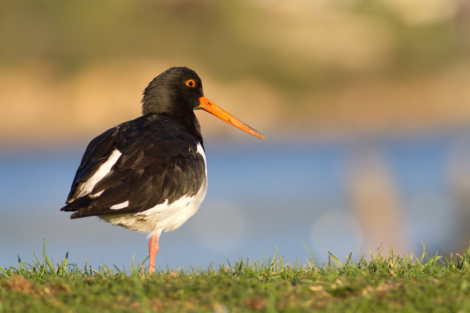 Canon EOS 7D + Canon EF 400mm F5.6L USM sample photo. Lost in thought photography