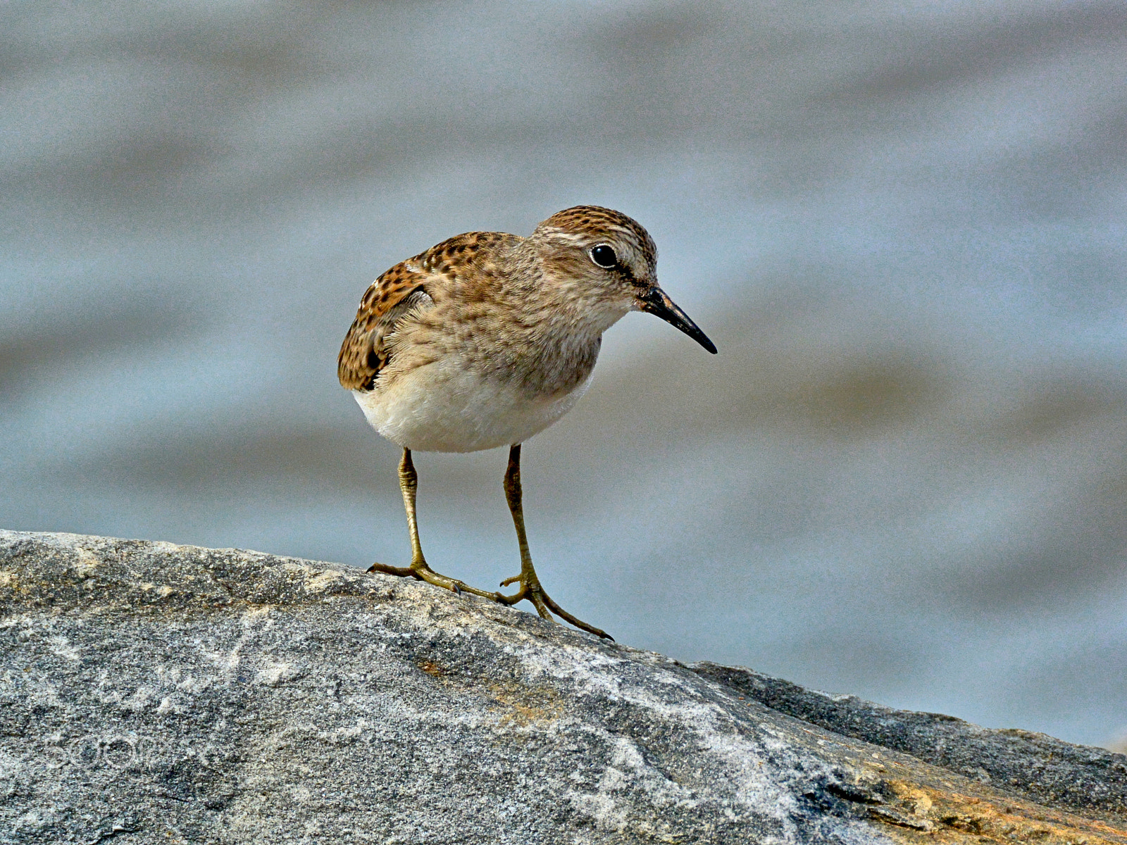 Nikon 1 Nikkor VR 70-300mm F4.5-5.6 sample photo. Least sandpiper photography