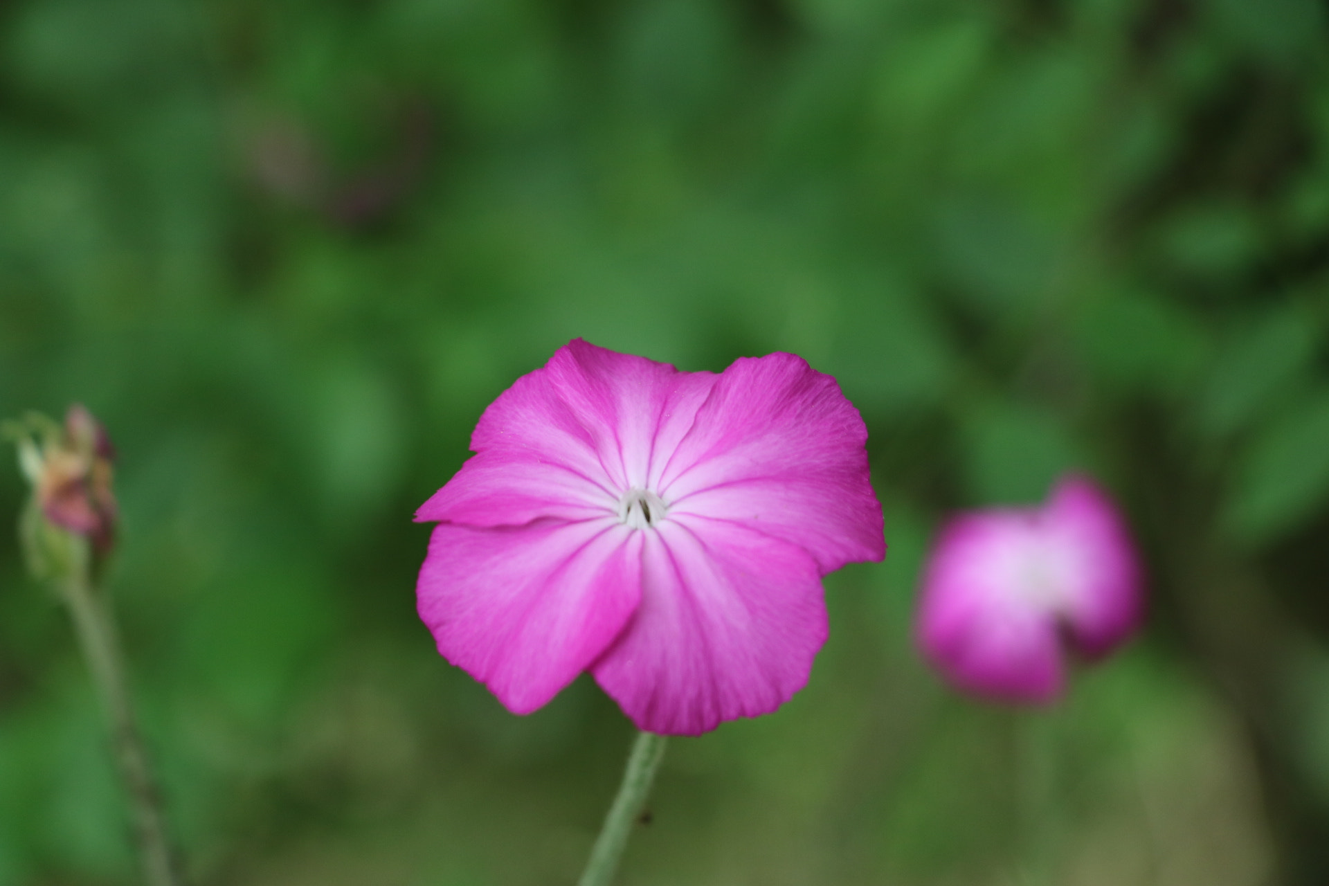 Canon EOS 750D (EOS Rebel T6i / EOS Kiss X8i) sample photo. Flowers  photography